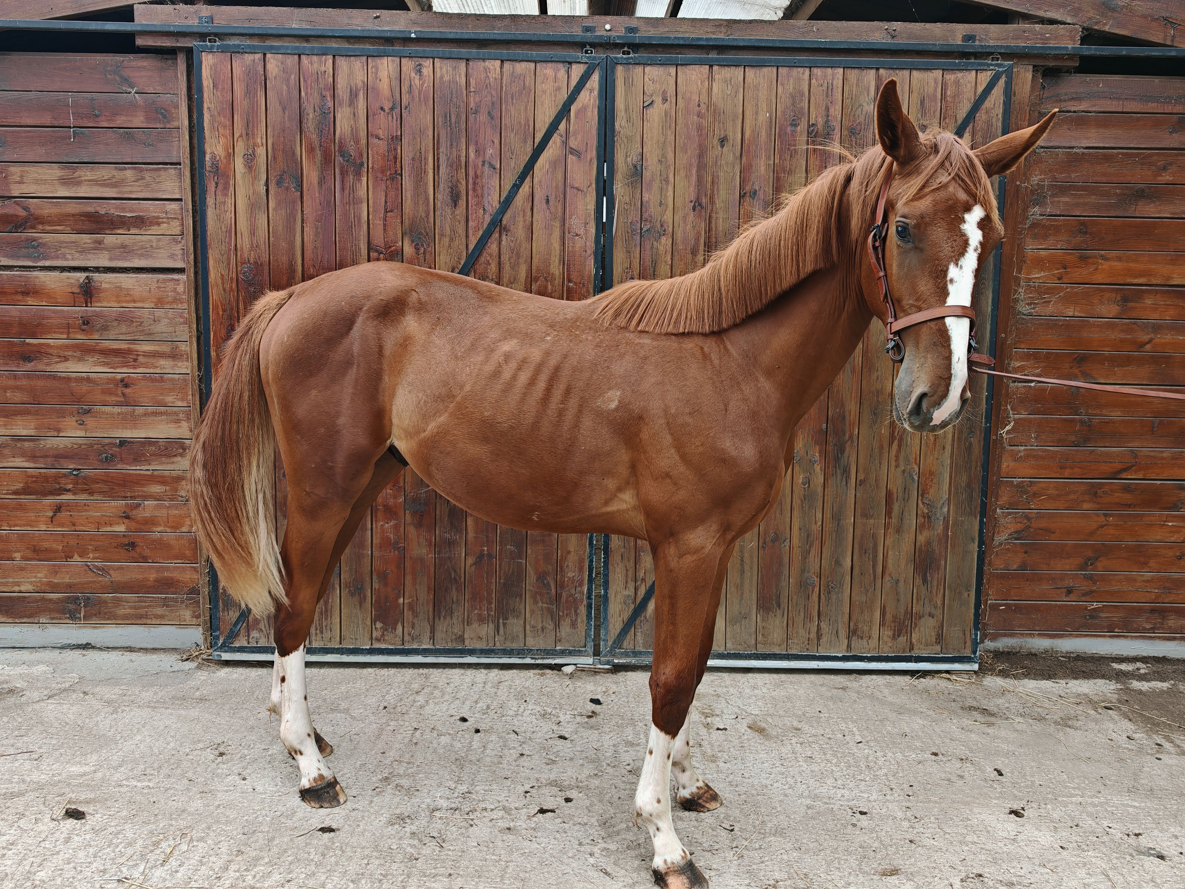 V Quilombo S (POWERFULL x DIAMANT DE SEMILLY) - Image 2