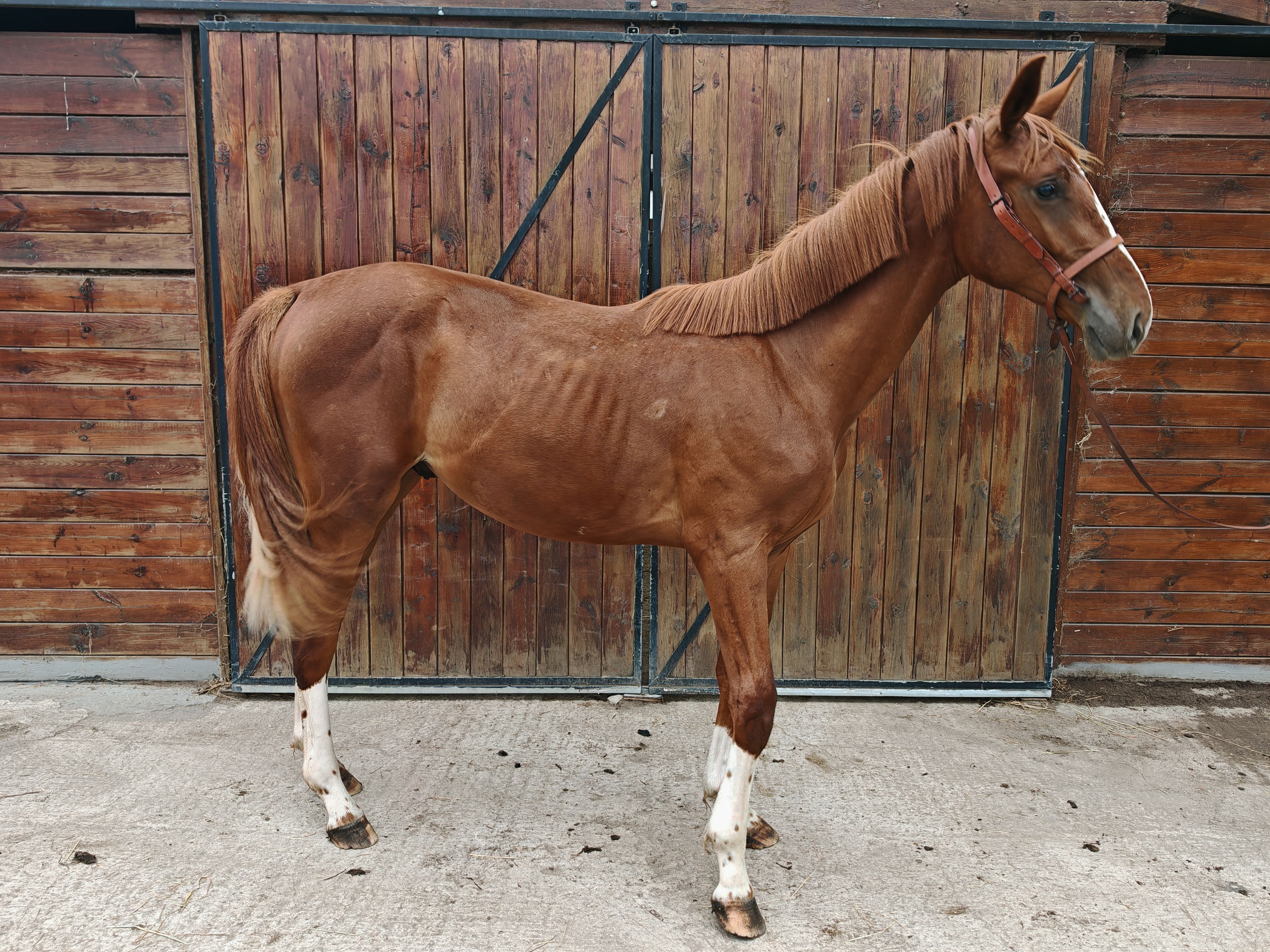 V Quilombo S (POWERFULL x DIAMANT DE SEMILLY) - Image 6