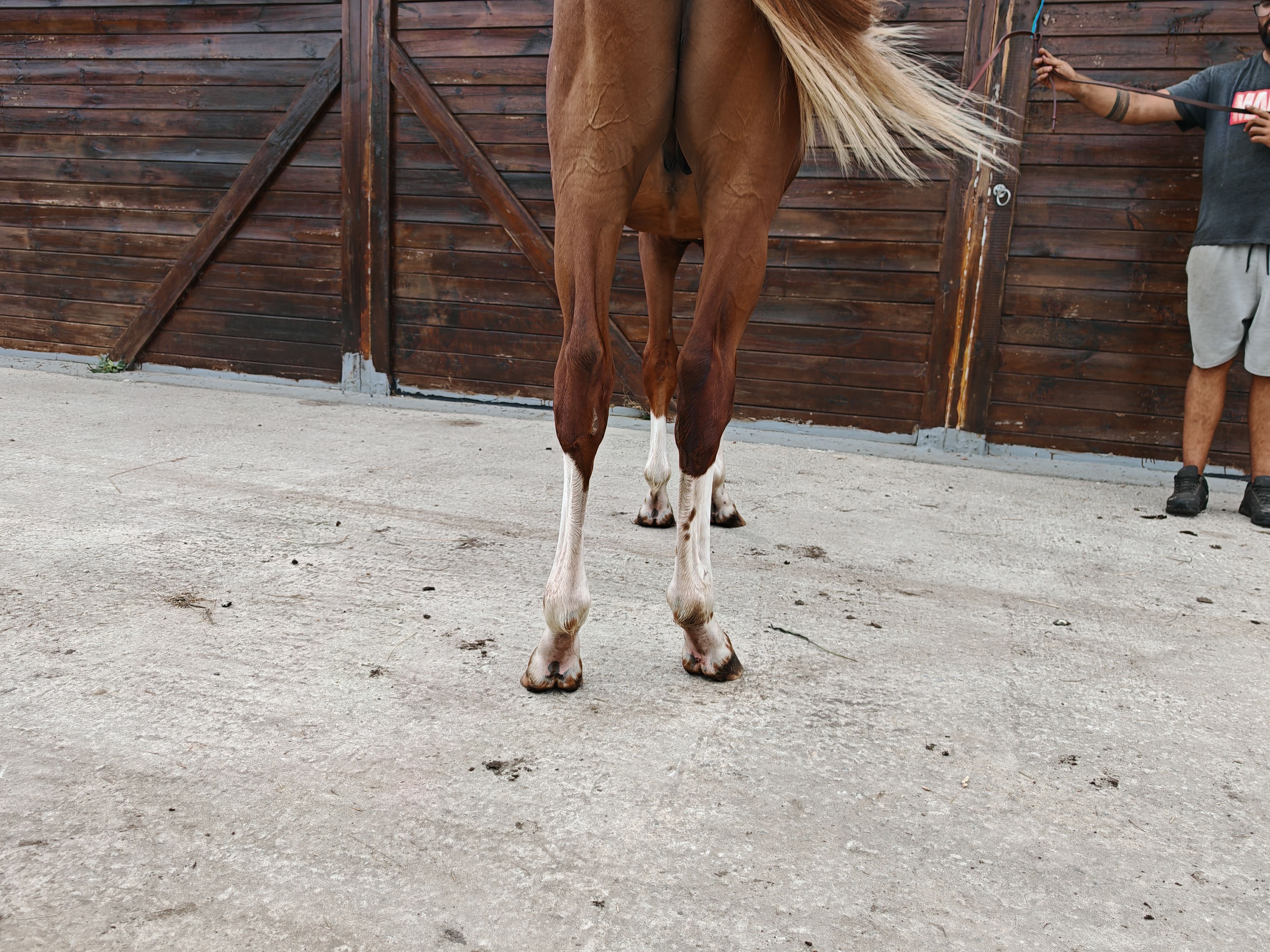 V Quilombo S (POWERFULL x DIAMANT DE SEMILLY) - Image 10