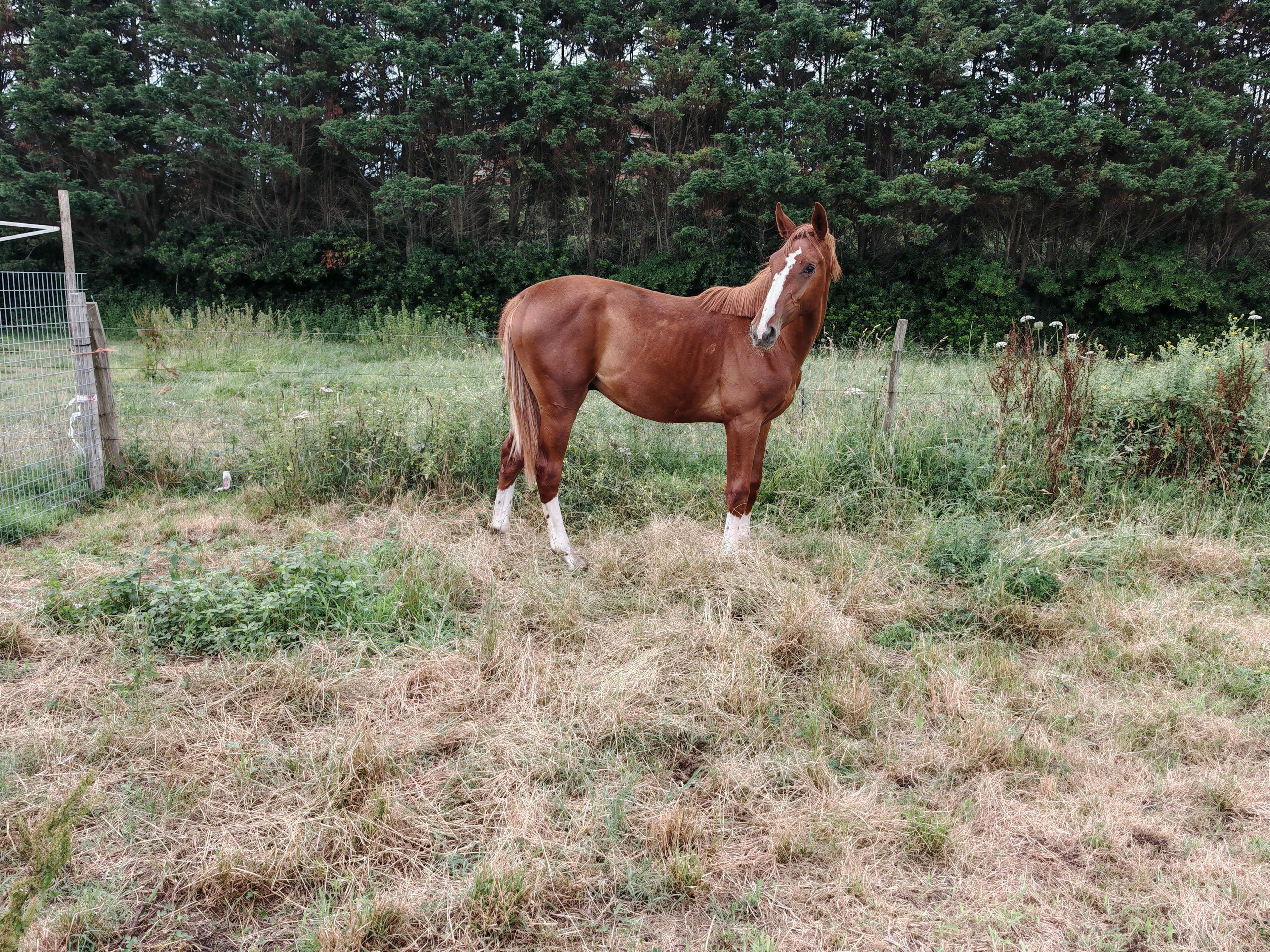V Quilombo S (POWERFULL x DIAMANT DE SEMILLY) - Image 12