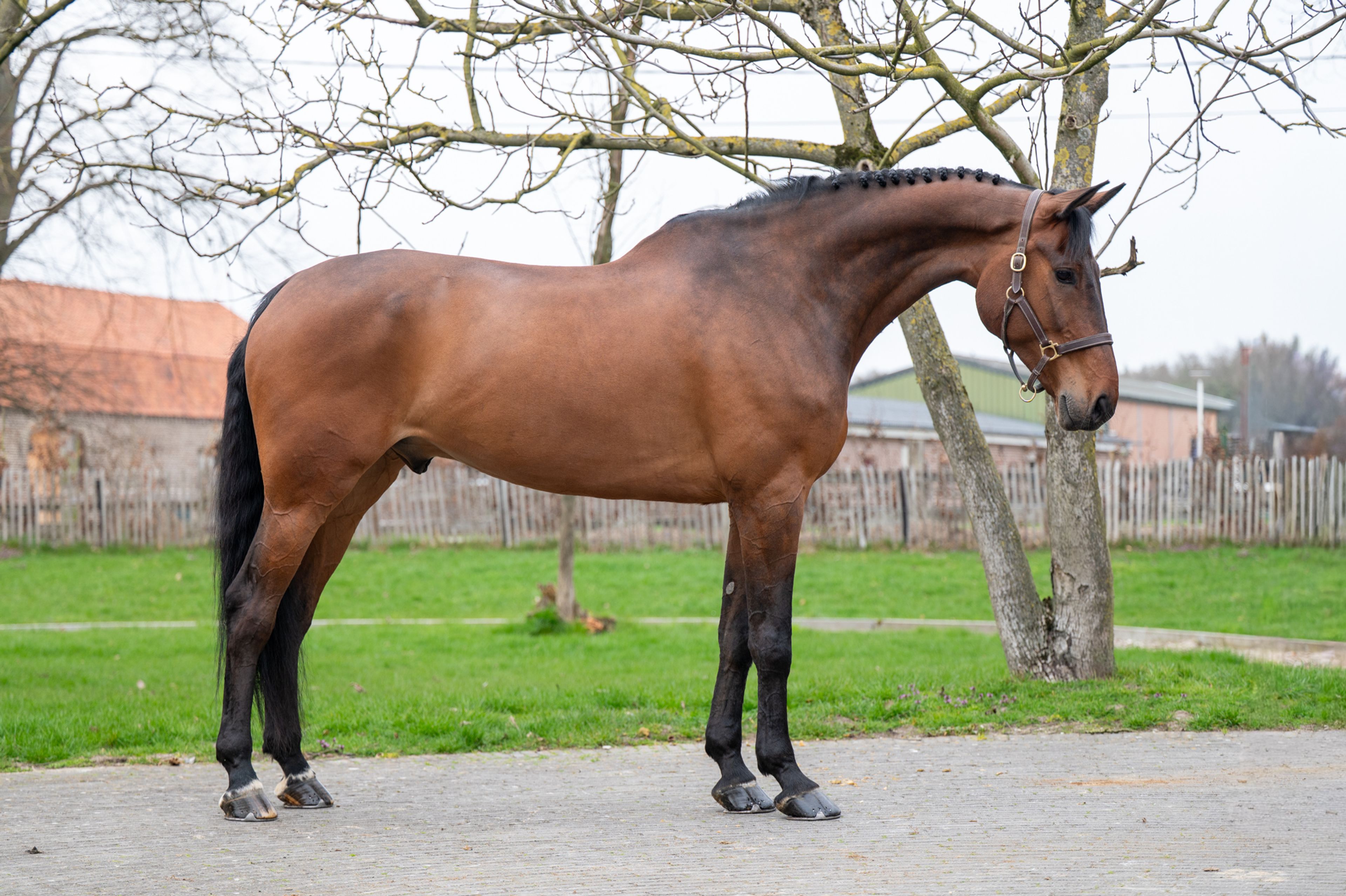 Masterpiece (CHAPEAU TN x CLINTON) - Image 1