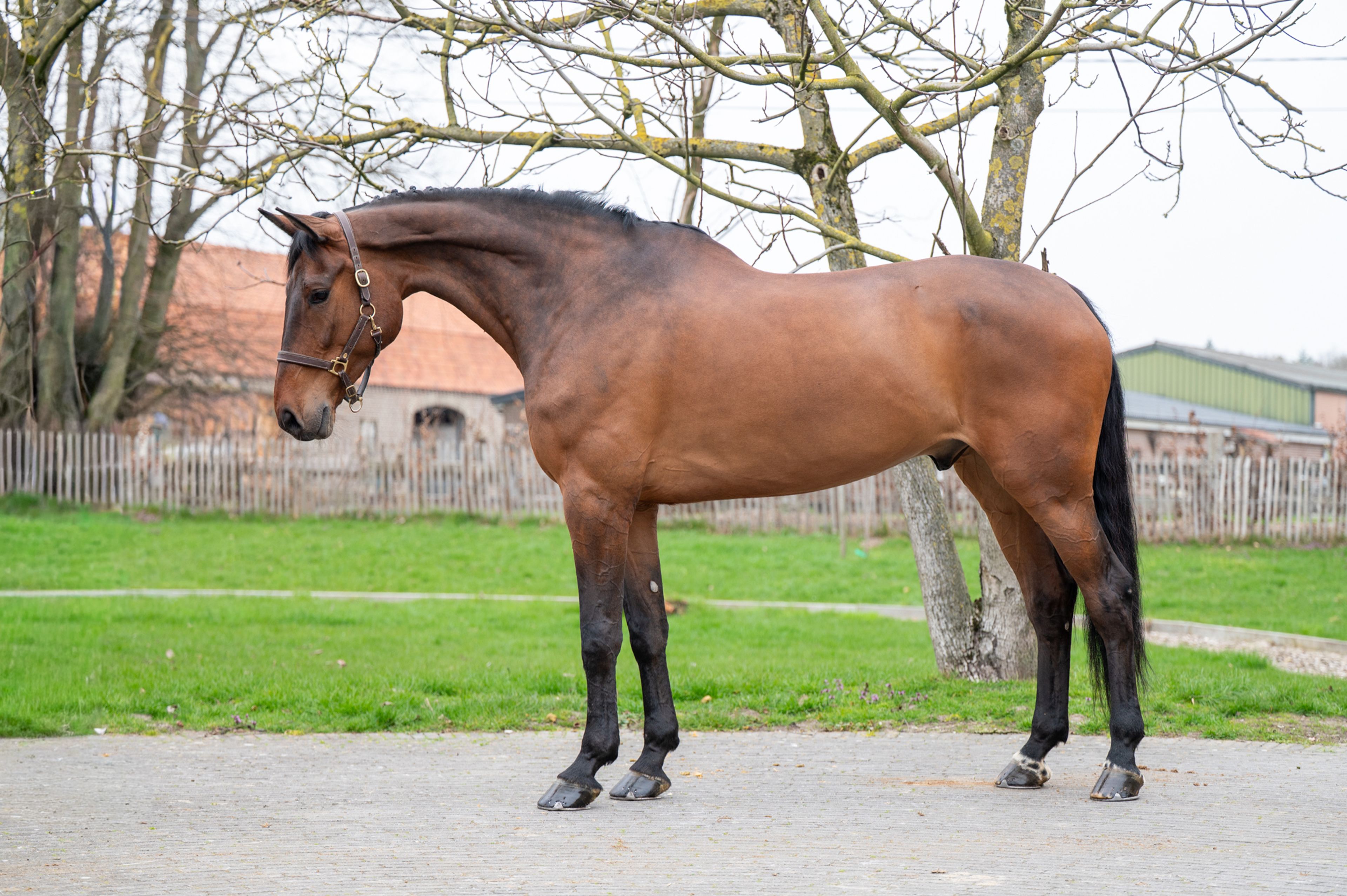 Masterpiece (CHAPEAU TN x CLINTON) - Image 3