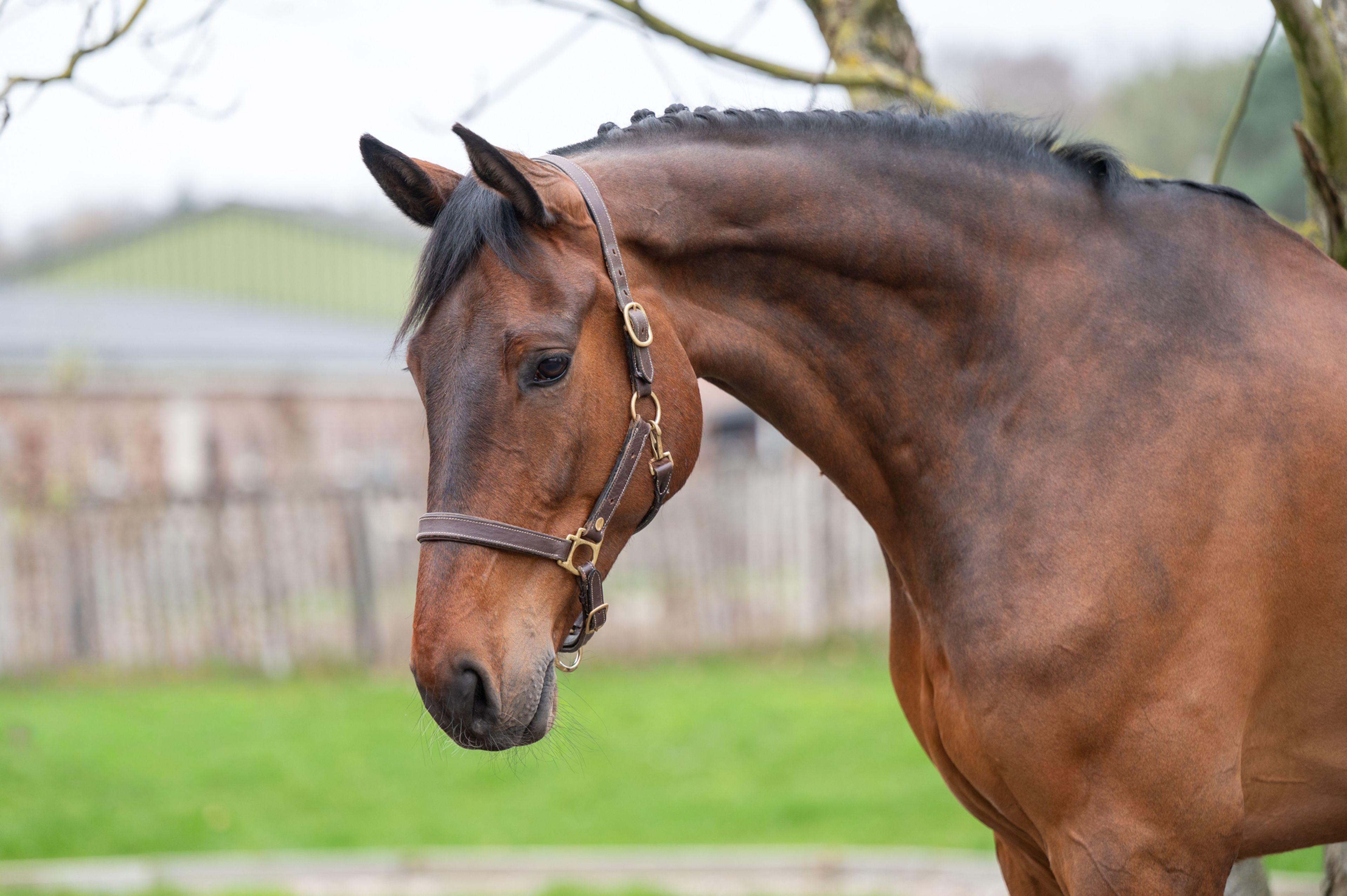 Masterpiece (CHAPEAU TN x CLINTON) - Image 4