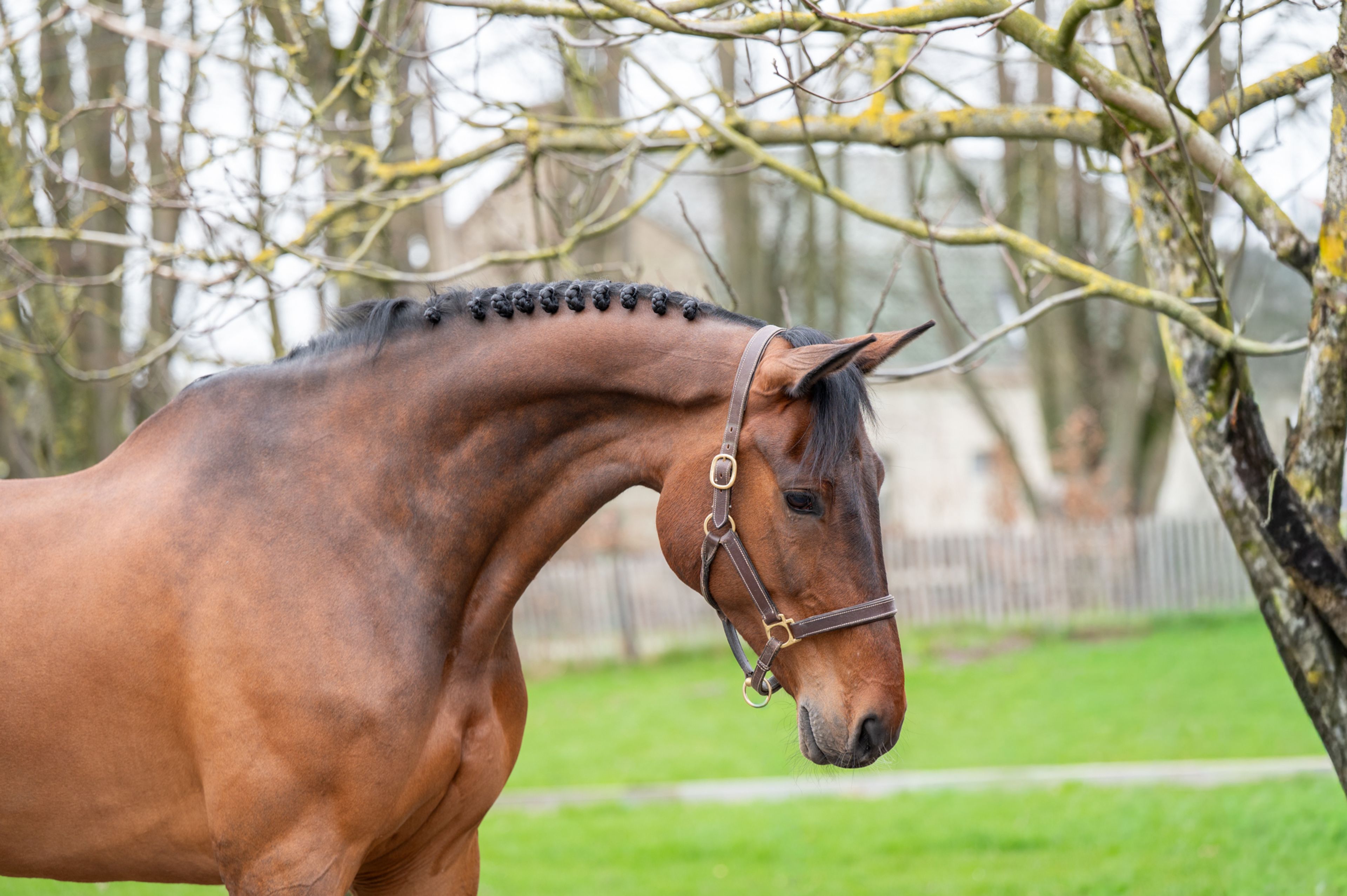 Masterpiece (CHAPEAU TN x CLINTON) - Image 5