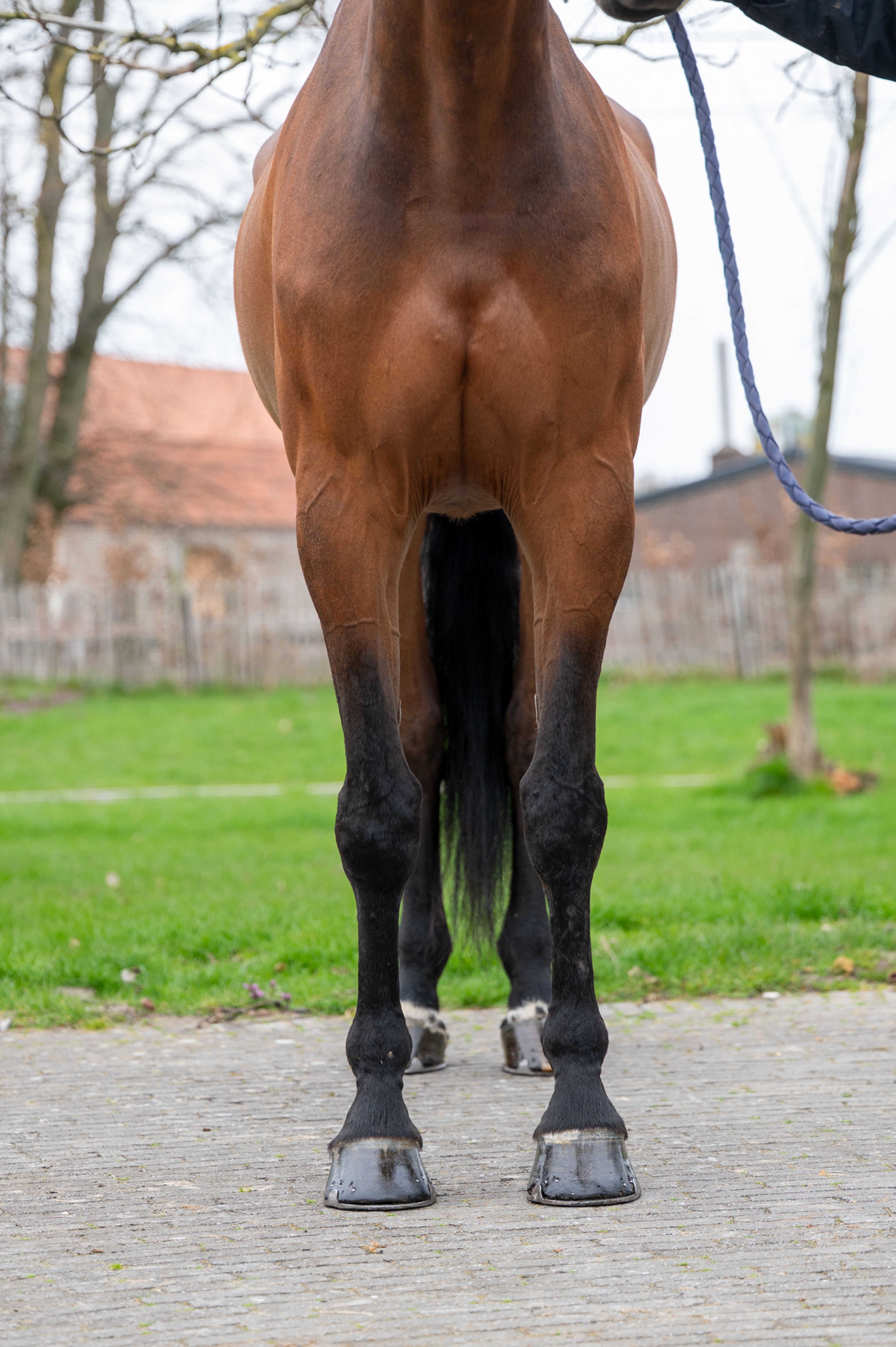 Masterpiece (CHAPEAU TN x CLINTON) - Image 6