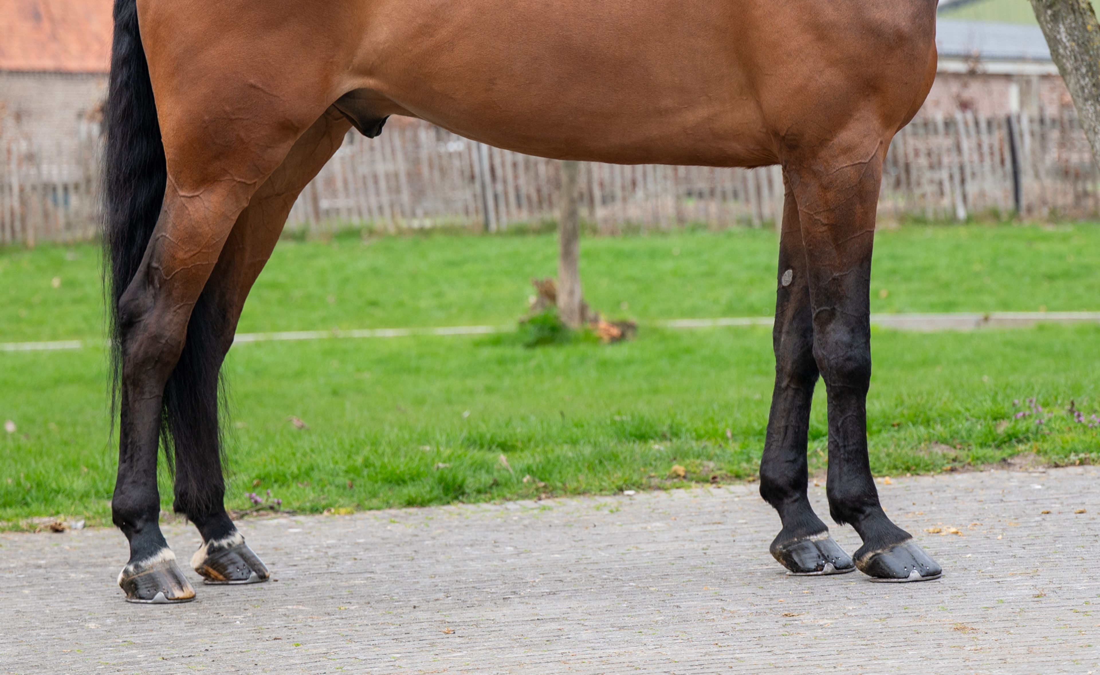 Masterpiece (CHAPEAU TN x CLINTON) - Image 7