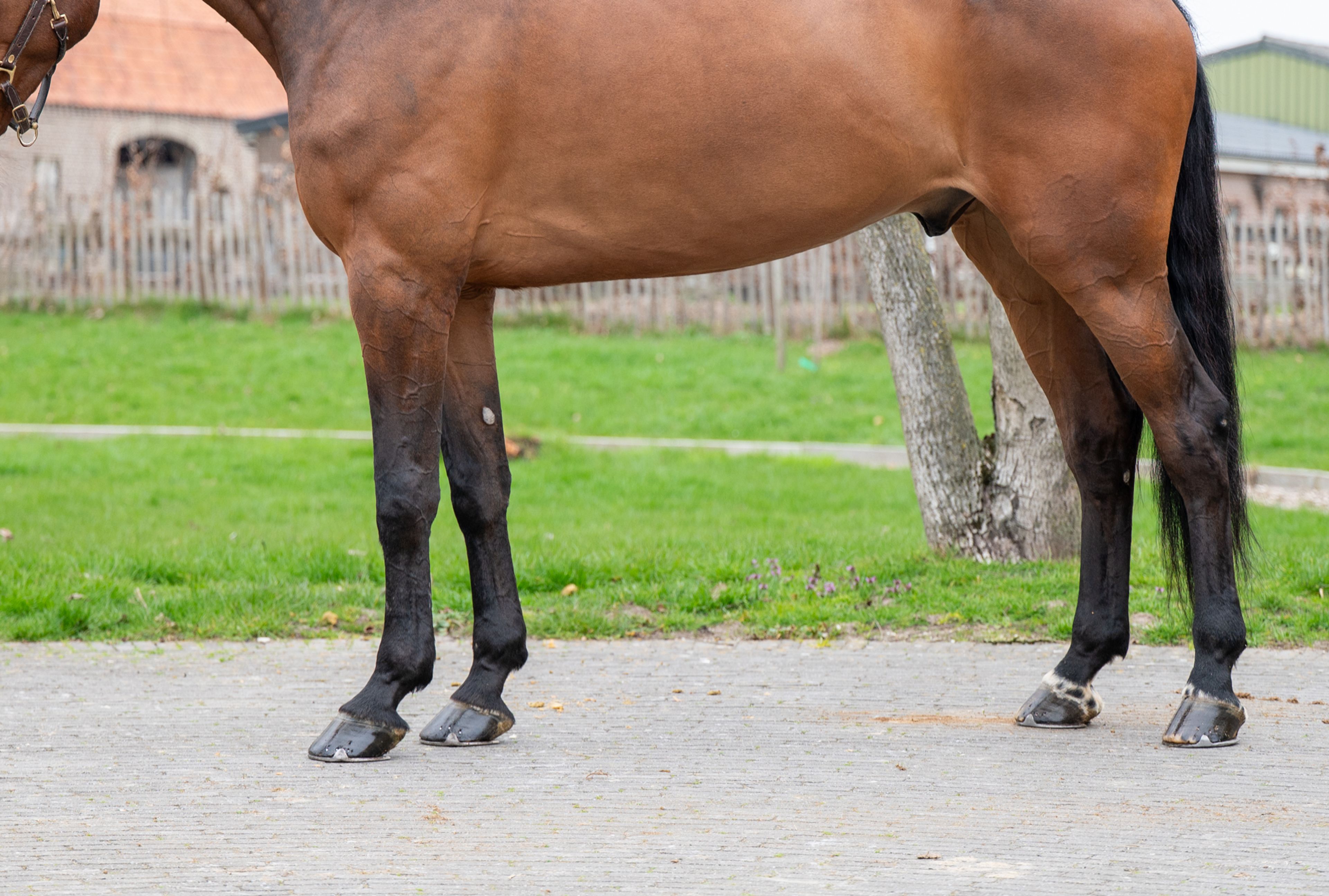 Masterpiece (CHAPEAU TN x CLINTON) - Image 8