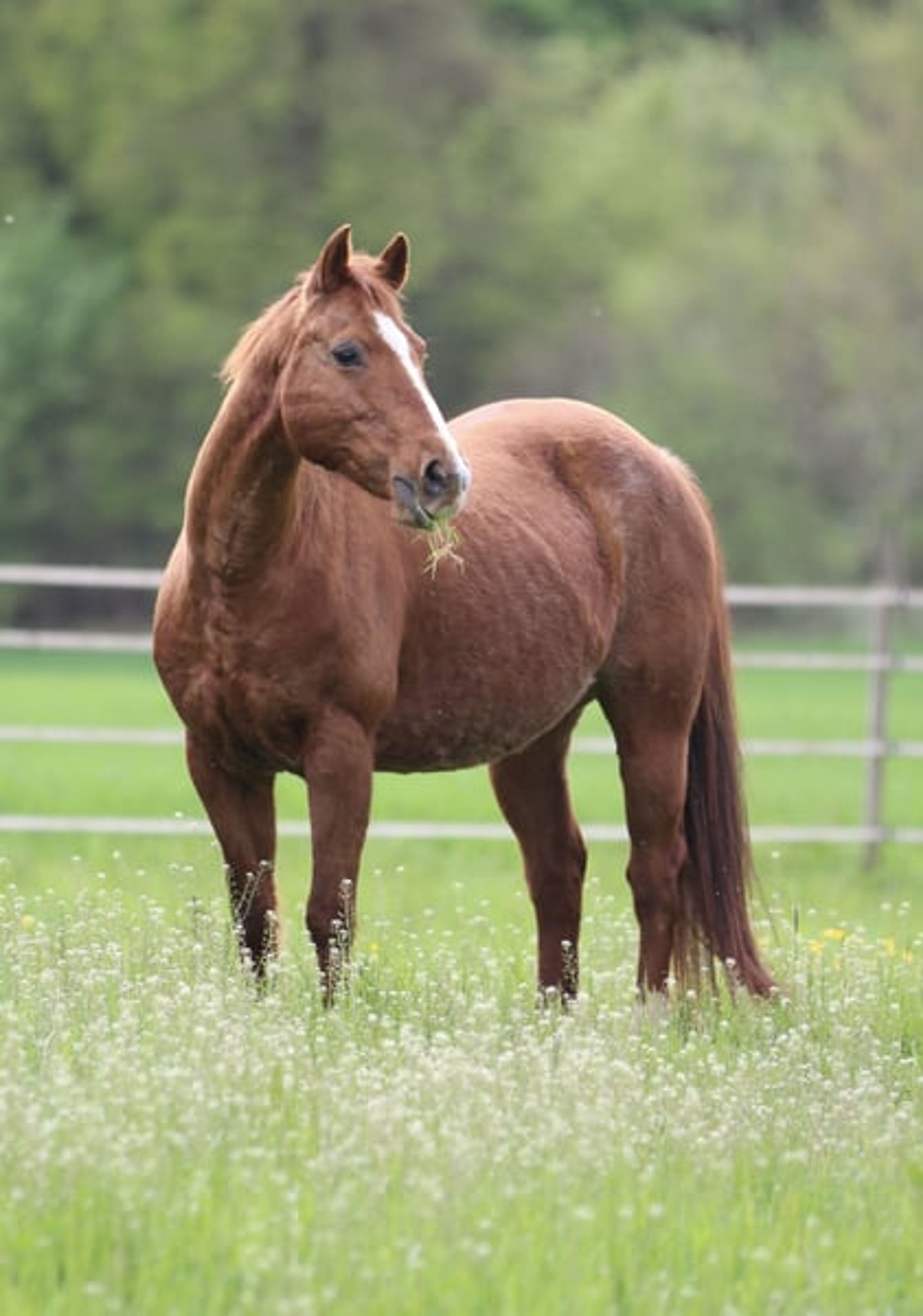 A true gem for cow horse enthusiasts!