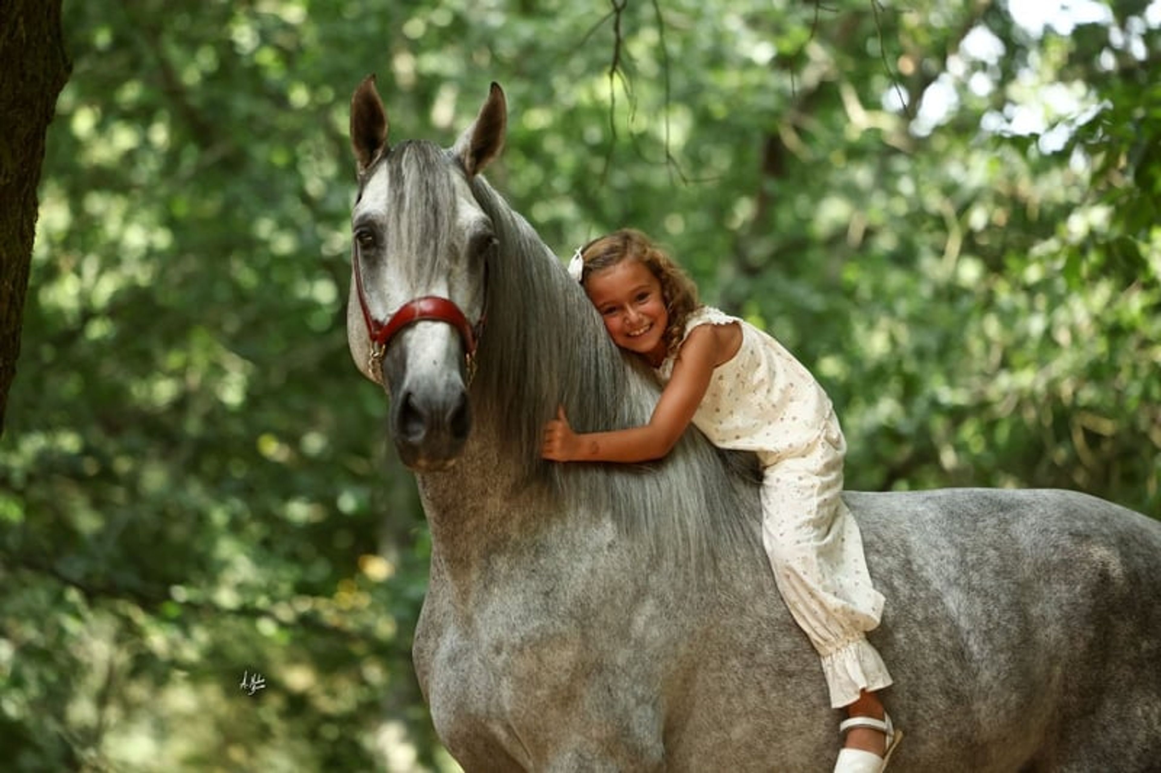 Stallion, foaled in 2020, 16.8 hh, chestnut.