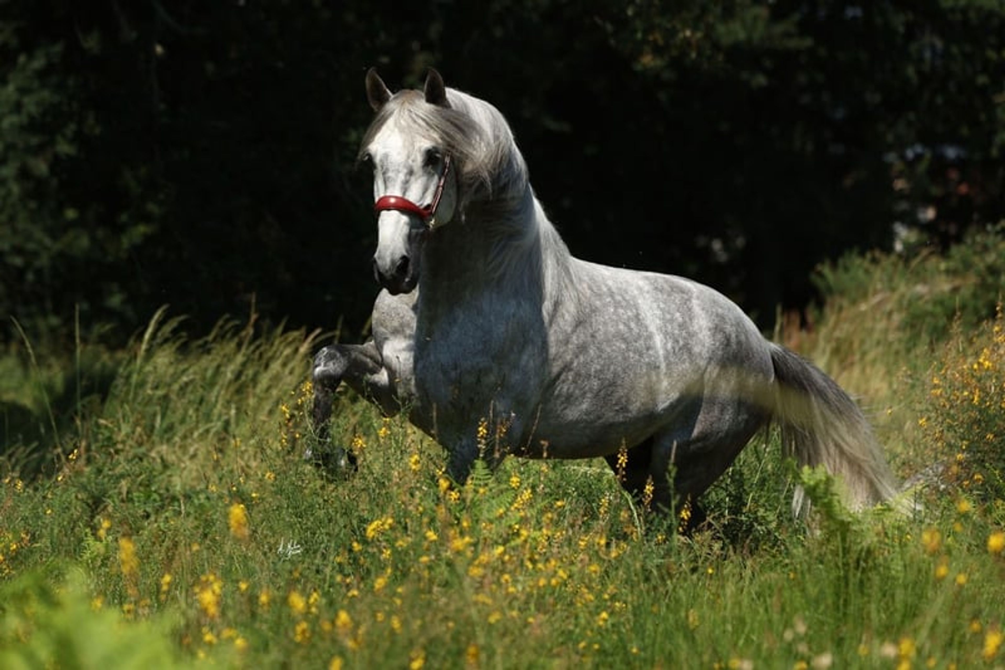 Stallion, foaled in 2020, 16.8 hh, chestnut. - Image 2