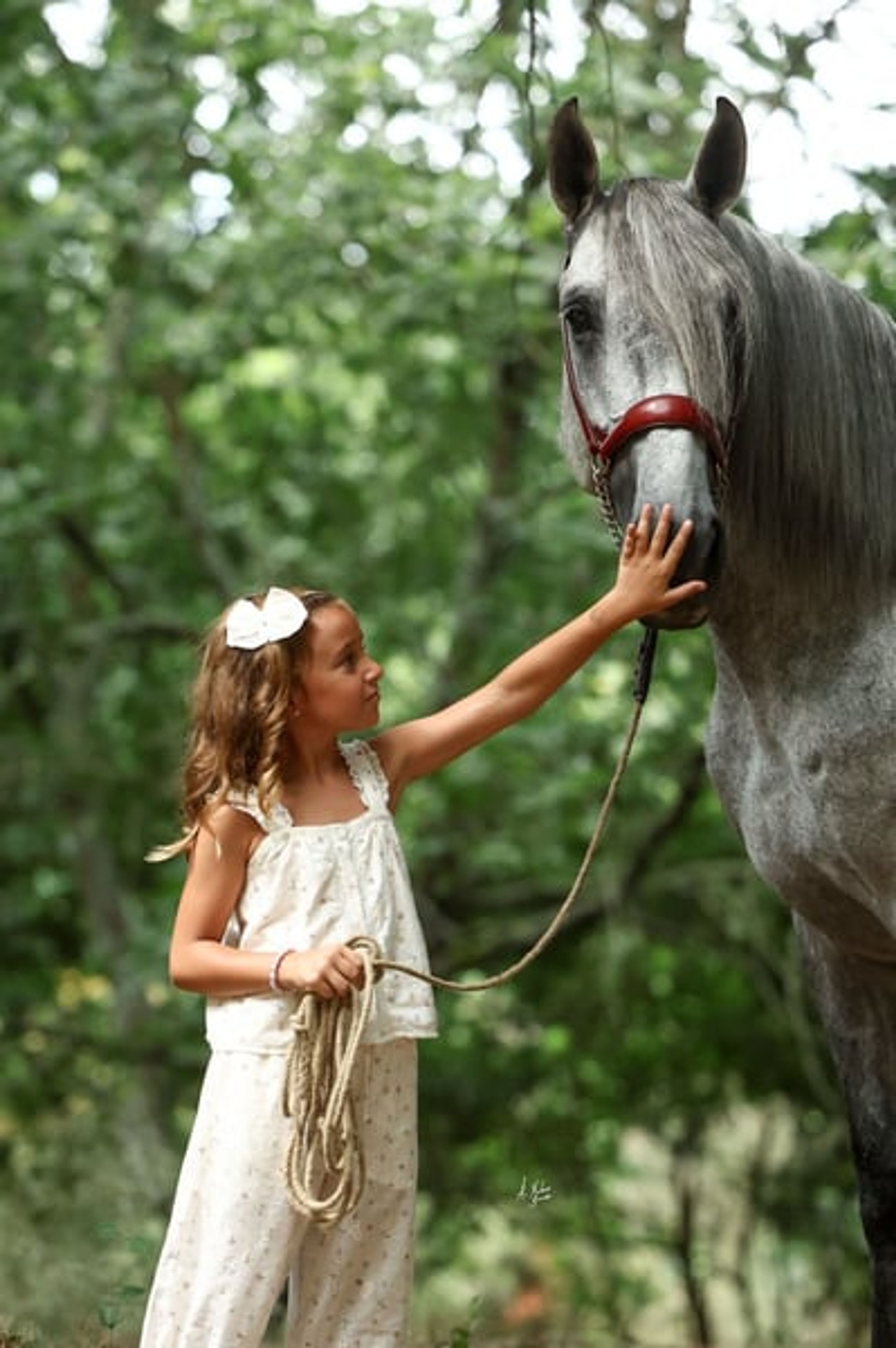 Stallion, foaled in 2020, 16.8 hh, chestnut. - Image 3