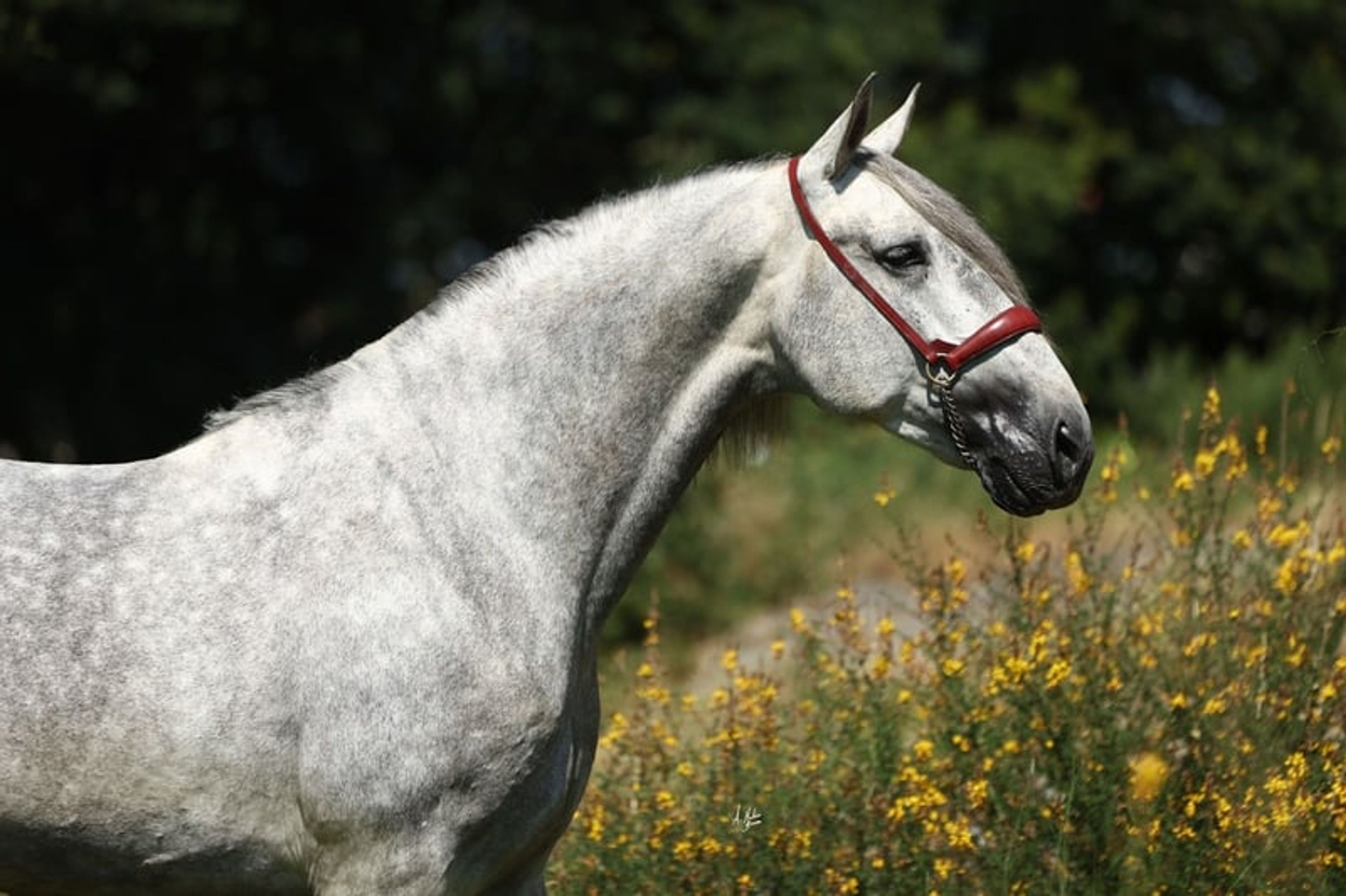 Stallion, foaled in 2020, 16.8 hh, chestnut. - Image 4
