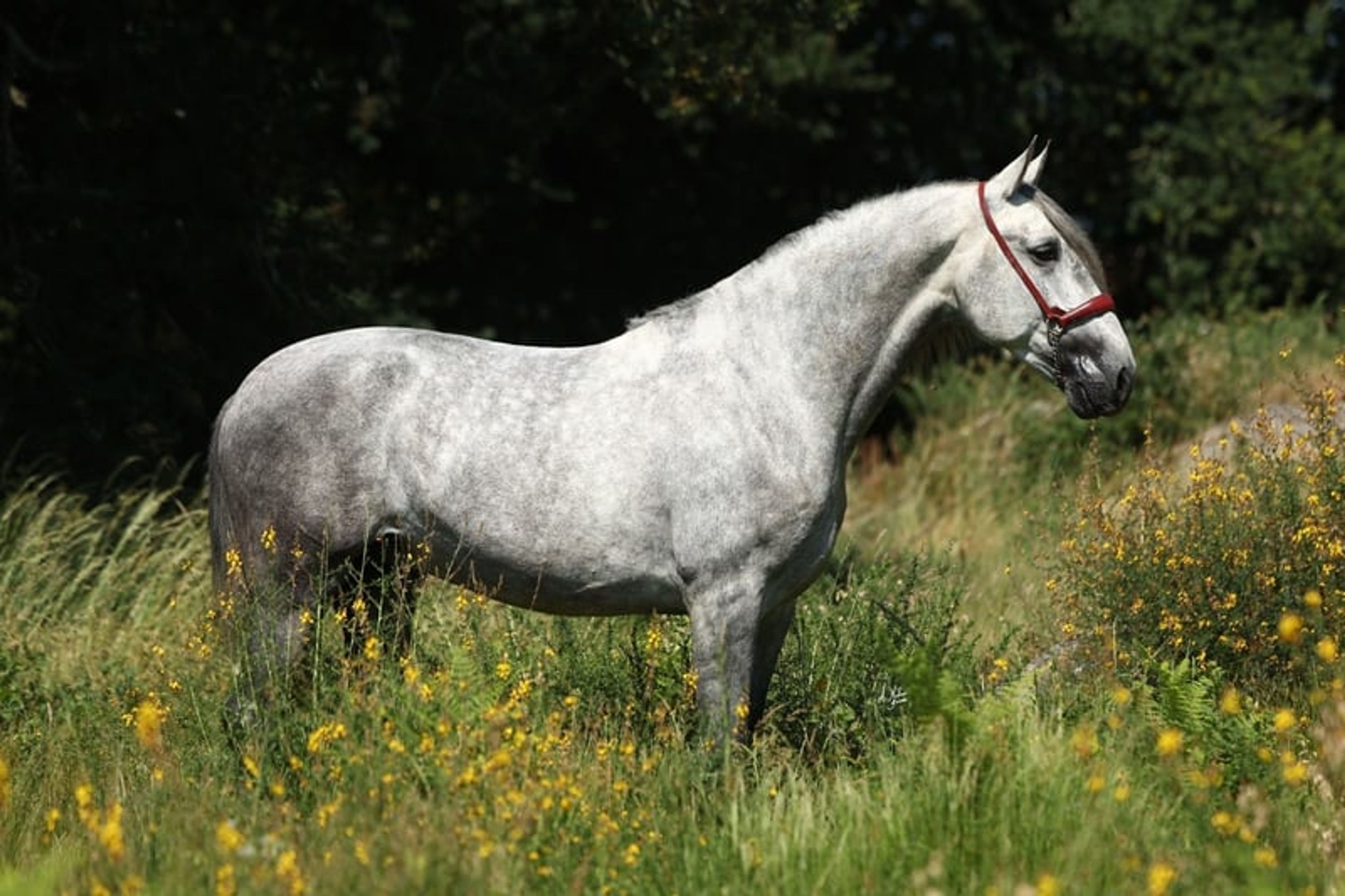 Stallion, foaled in 2020, 16.8 hh, chestnut. - Image 5