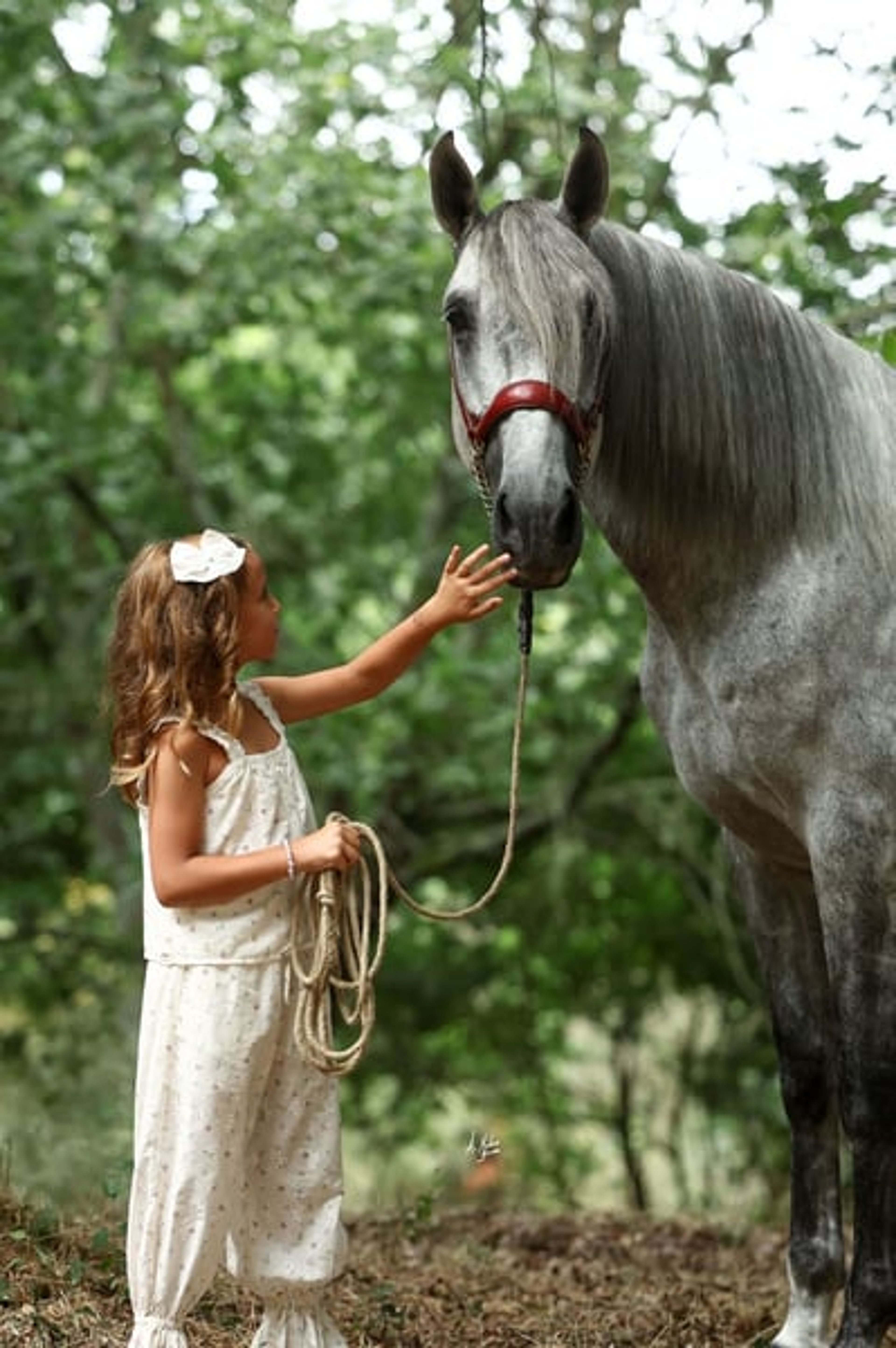 Stallion, foaled in 2020, 16.8 hh, chestnut. - Image 6