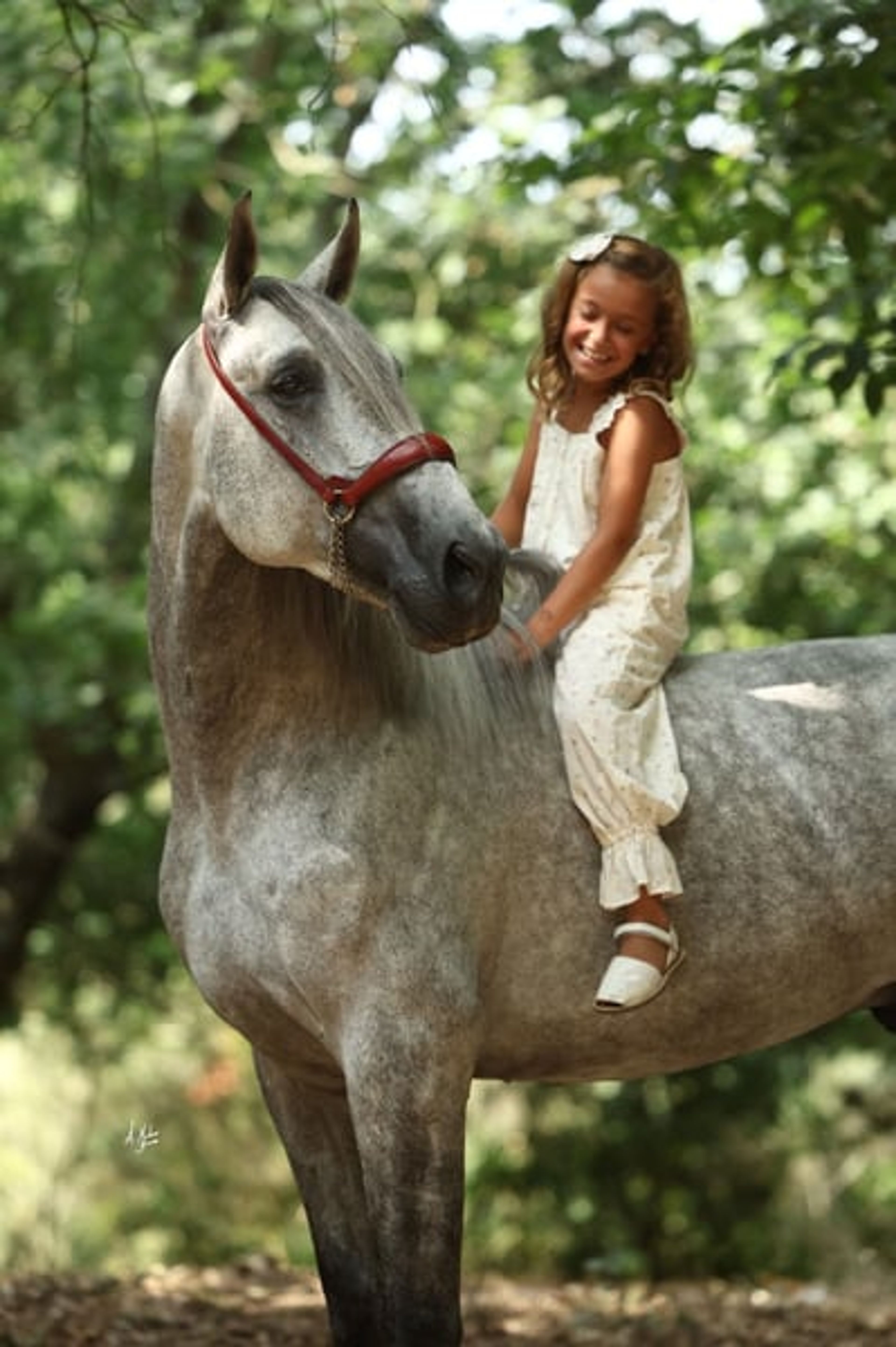 Stallion, foaled in 2020, 16.8 hh, chestnut. - Image 7