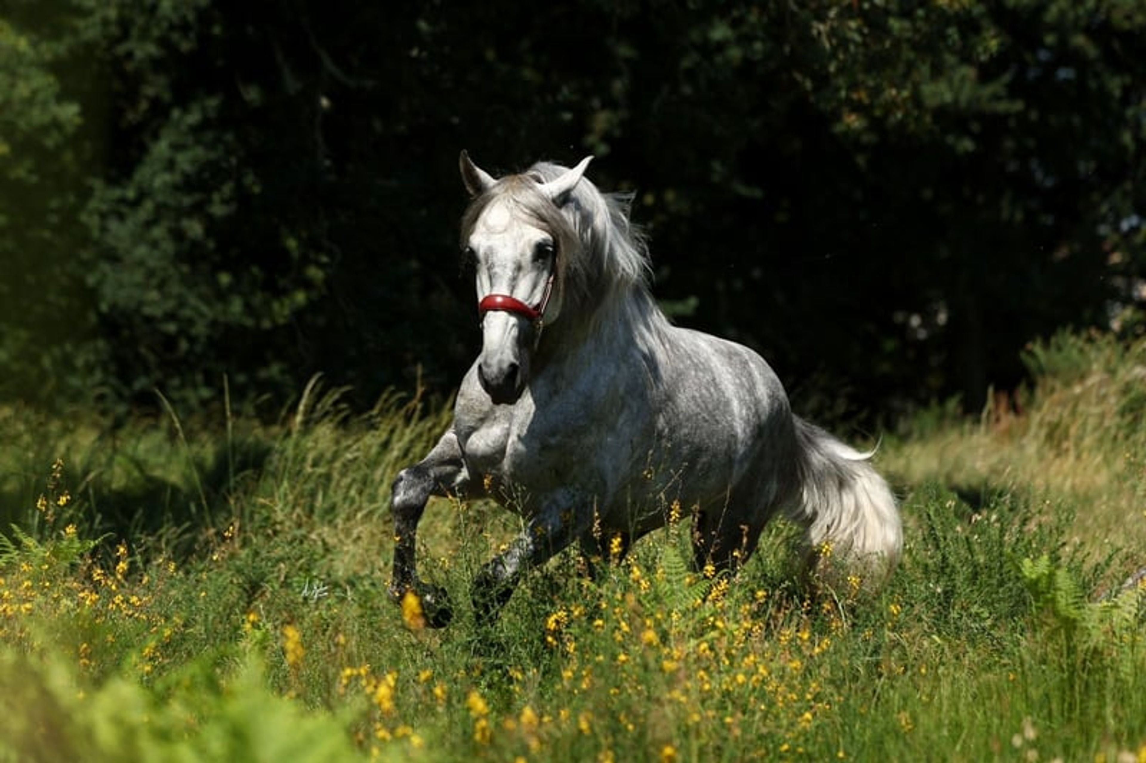 Stallion, foaled in 2020, 16.8 hh, chestnut. - Image 8