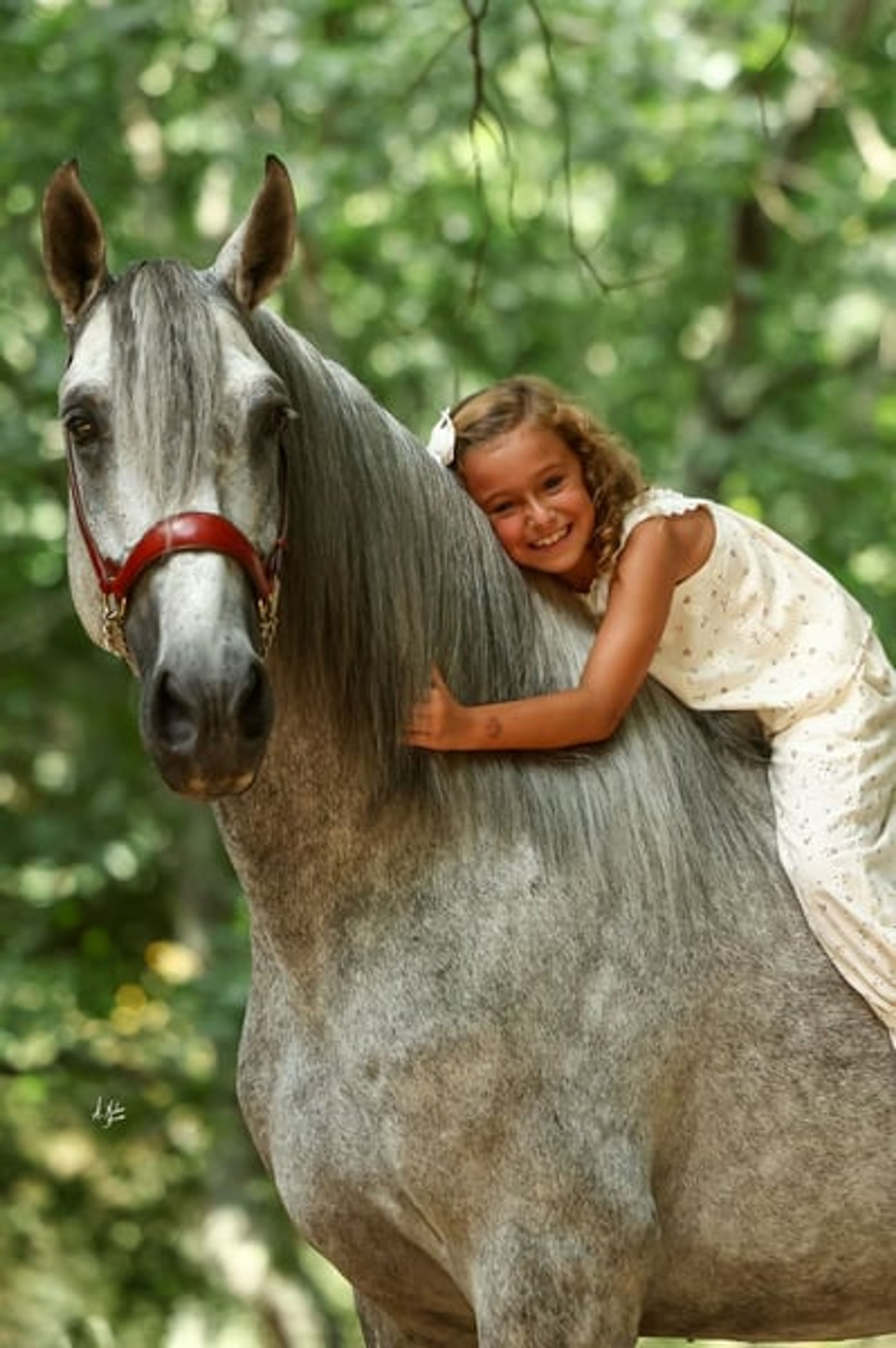 Stallion, foaled in 2020, 16.8 hh, chestnut. - Image 9