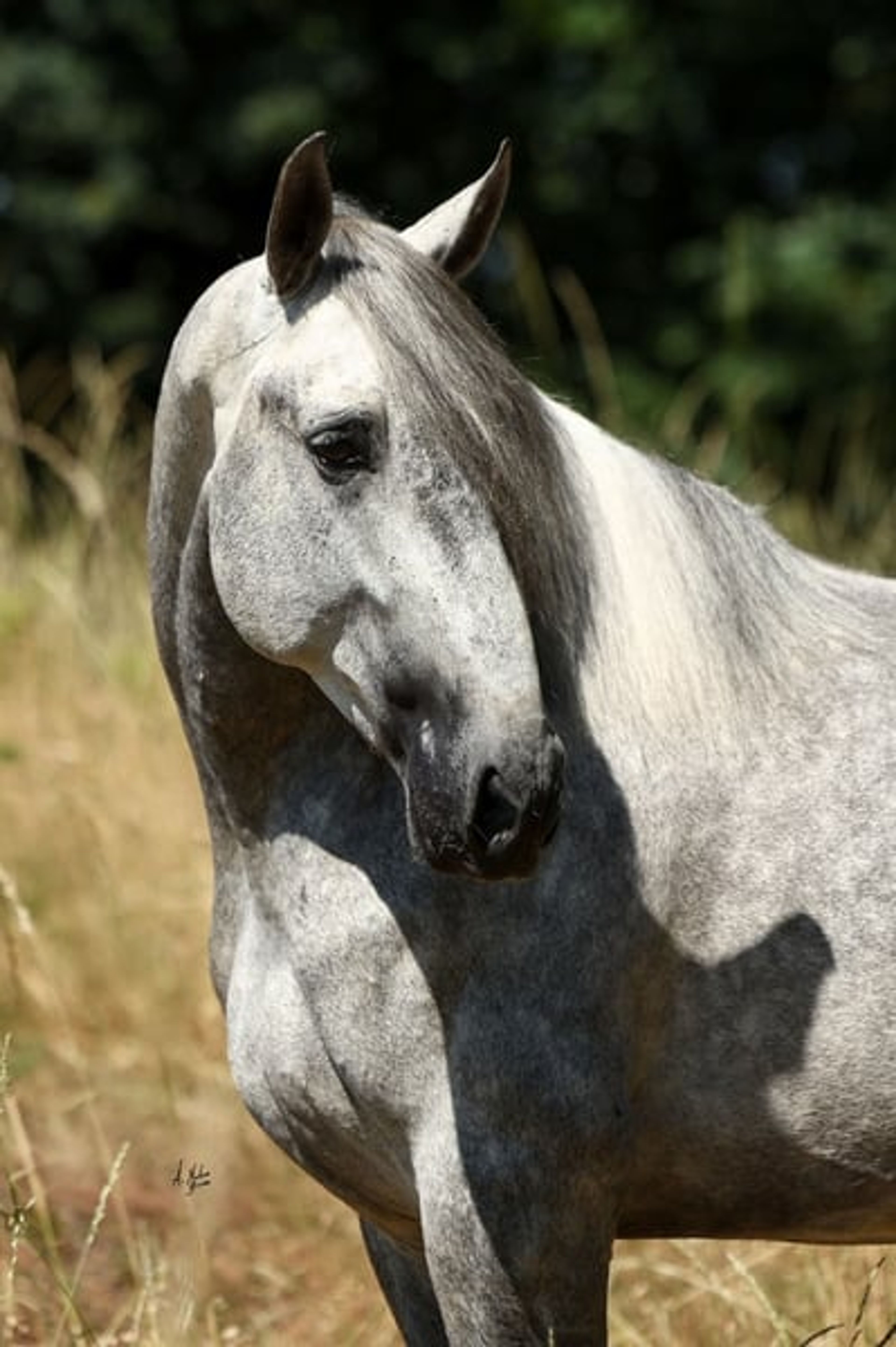 Stallion, foaled in 2020, 16.8 hh, chestnut. - Image 10