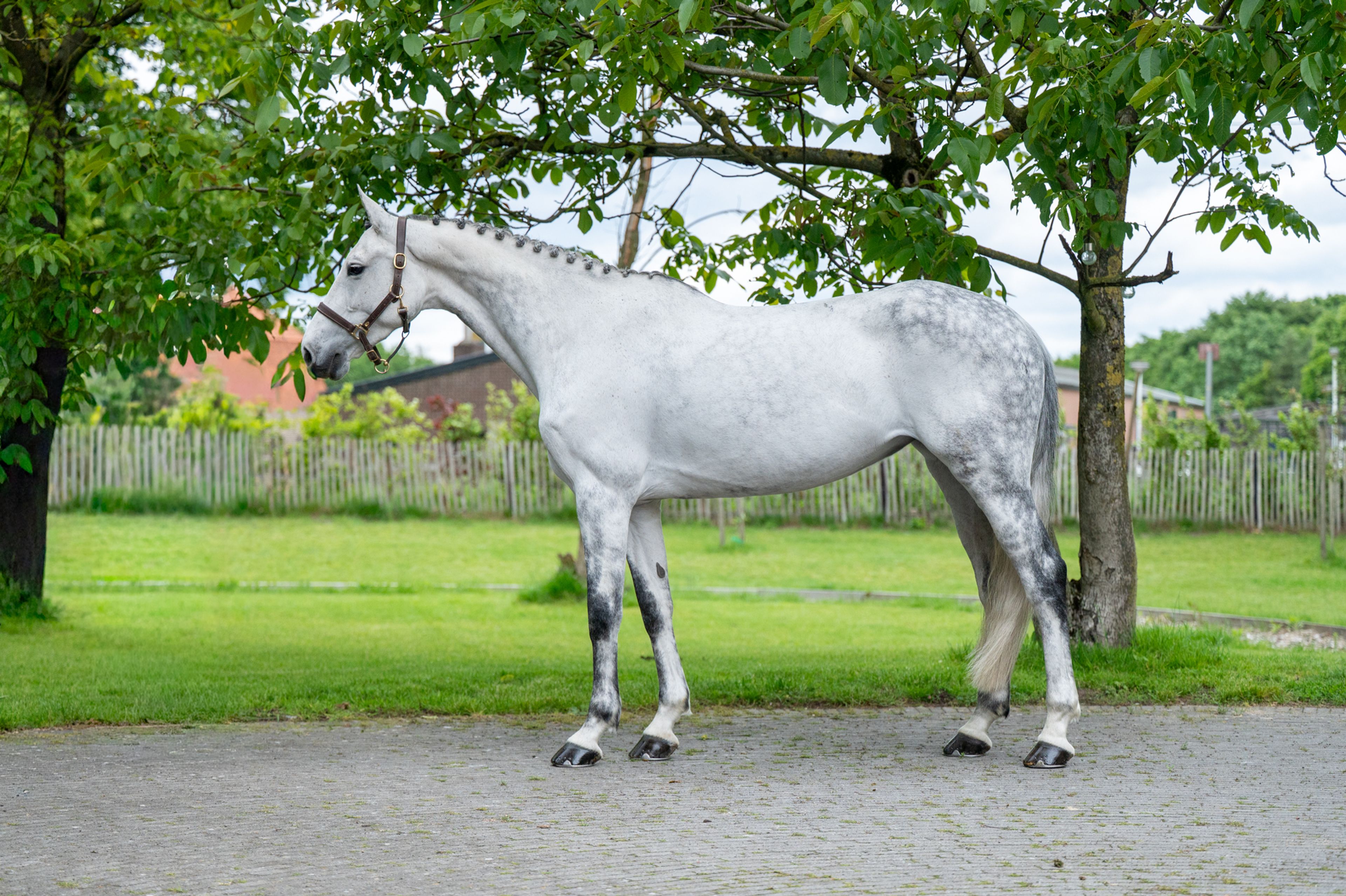Asca's Dream Z (ASCA Z x CLEARWAY) - Image 1