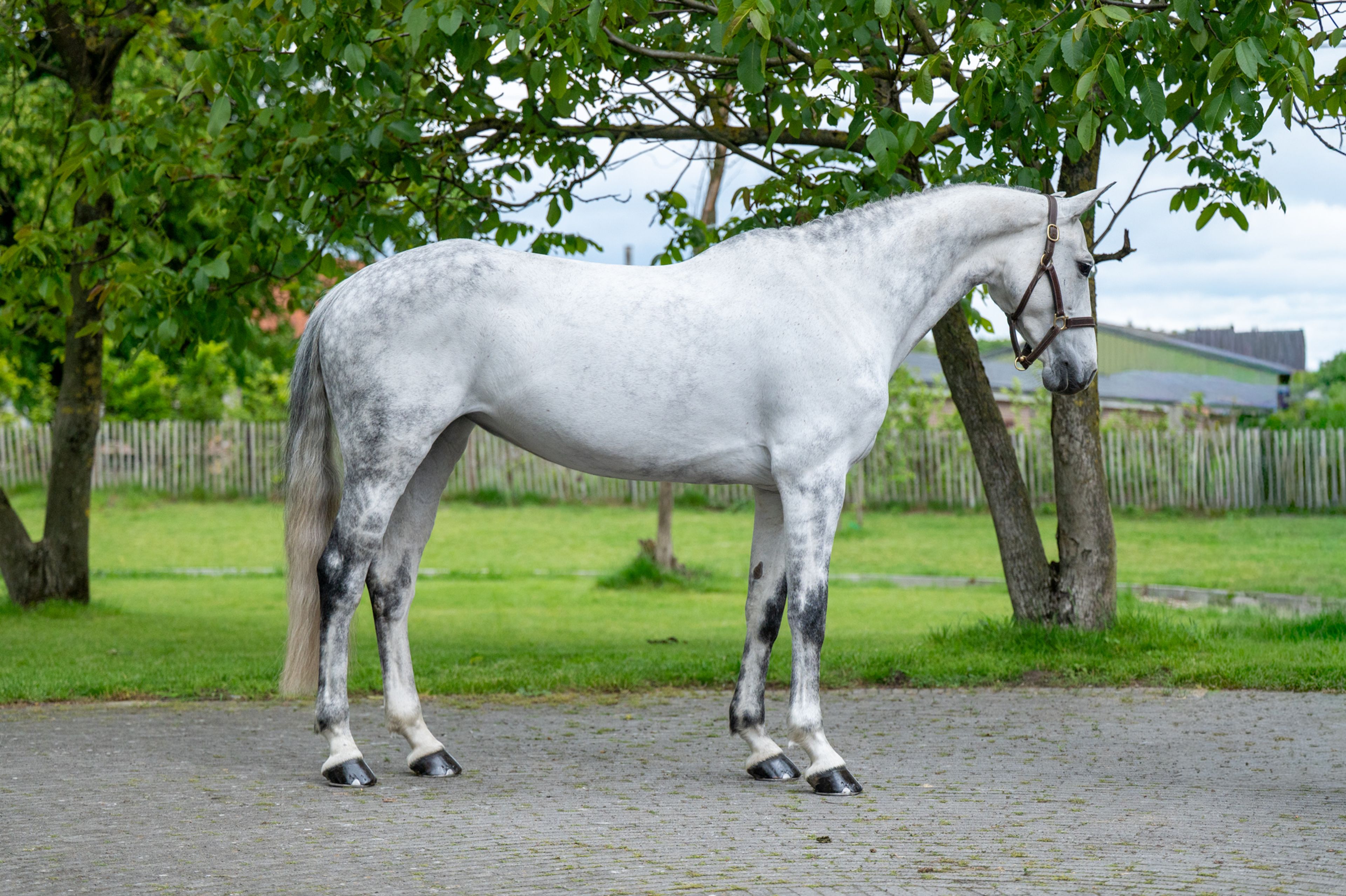Asca's Dream Z (ASCA Z x CLEARWAY) - Image 2