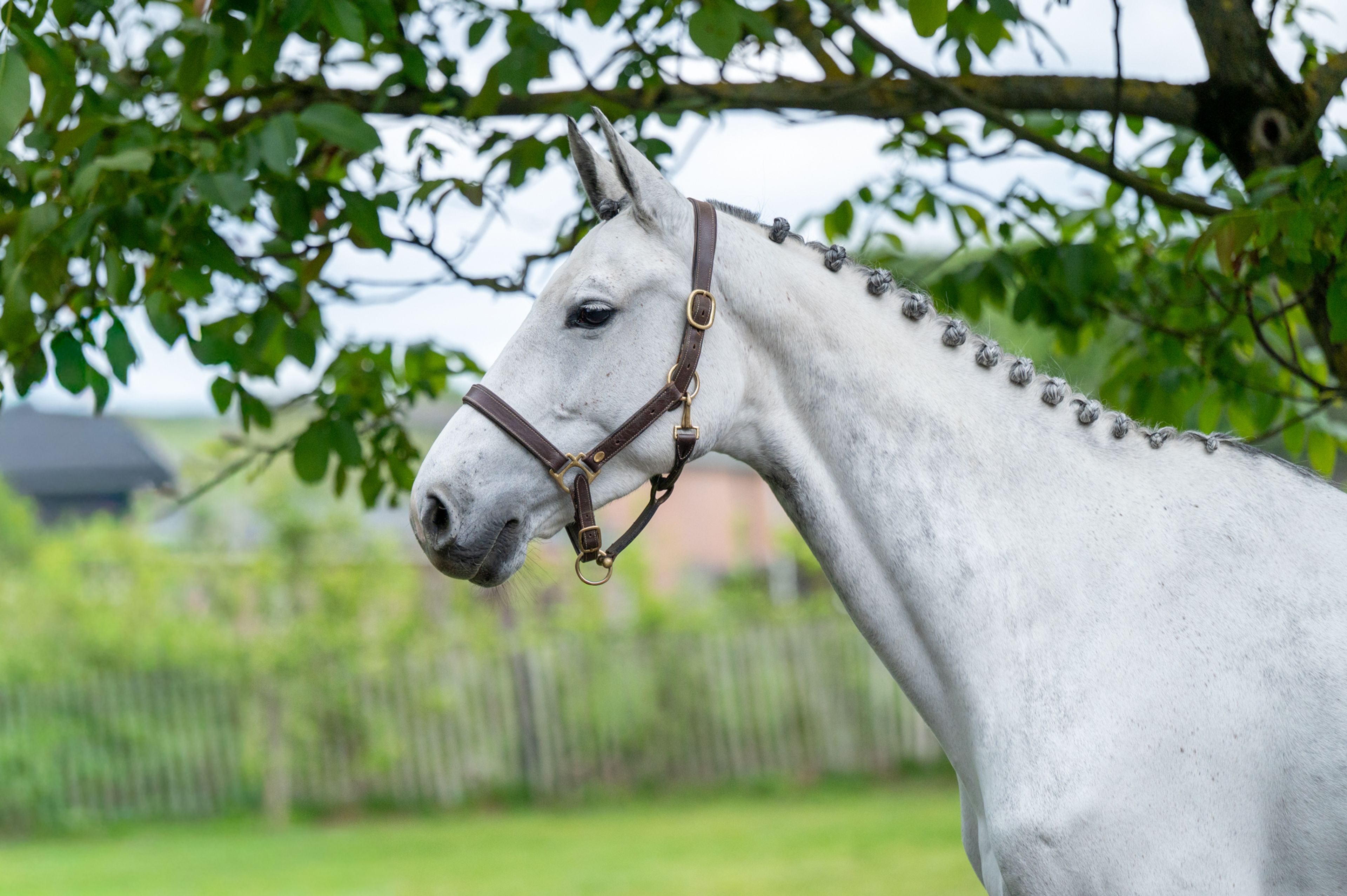 Asca's Dream Z (ASCA Z x CLEARWAY) - Image 3