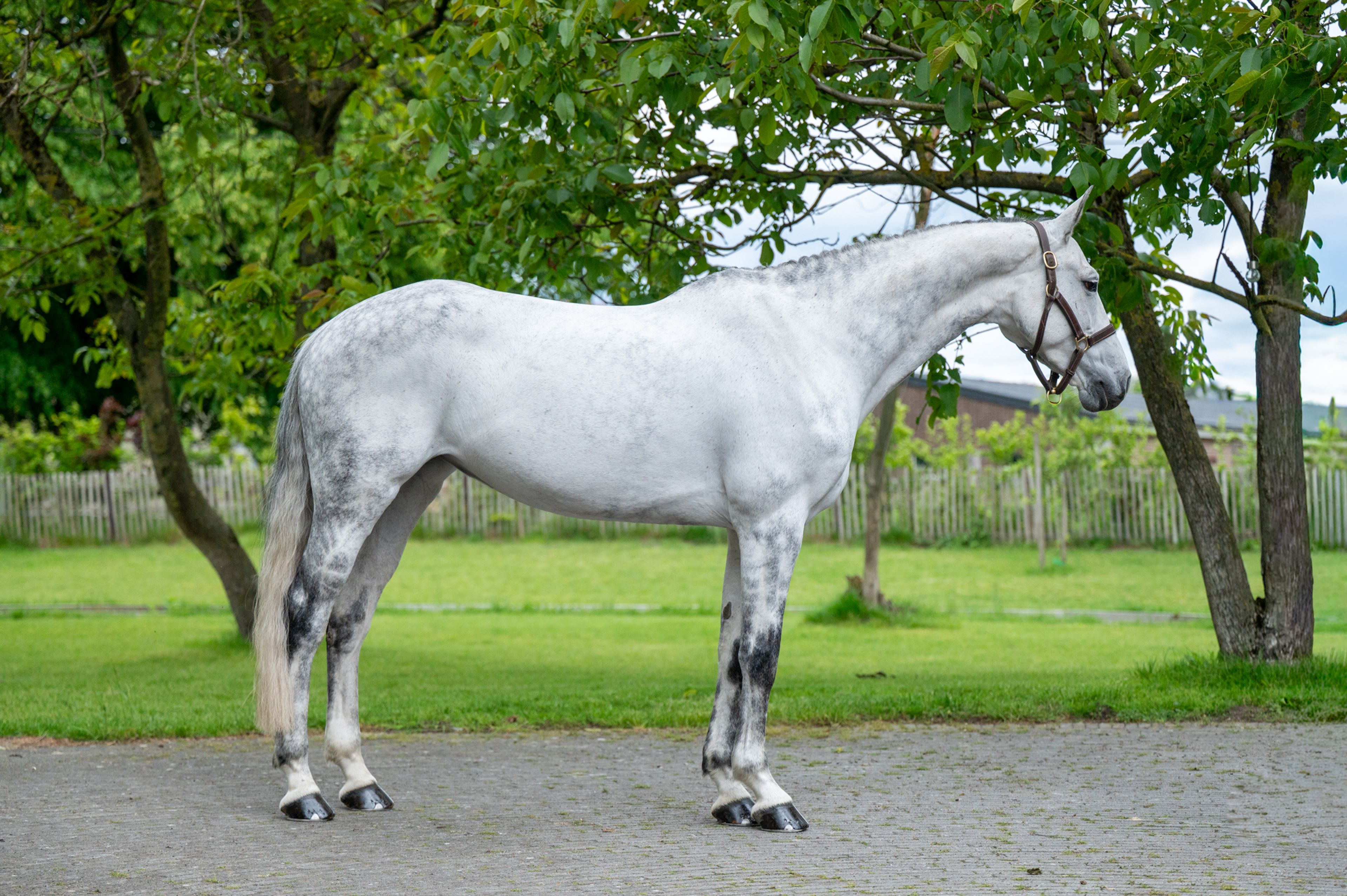 Asca's Dream Z (ASCA Z x CLEARWAY) - Image 4