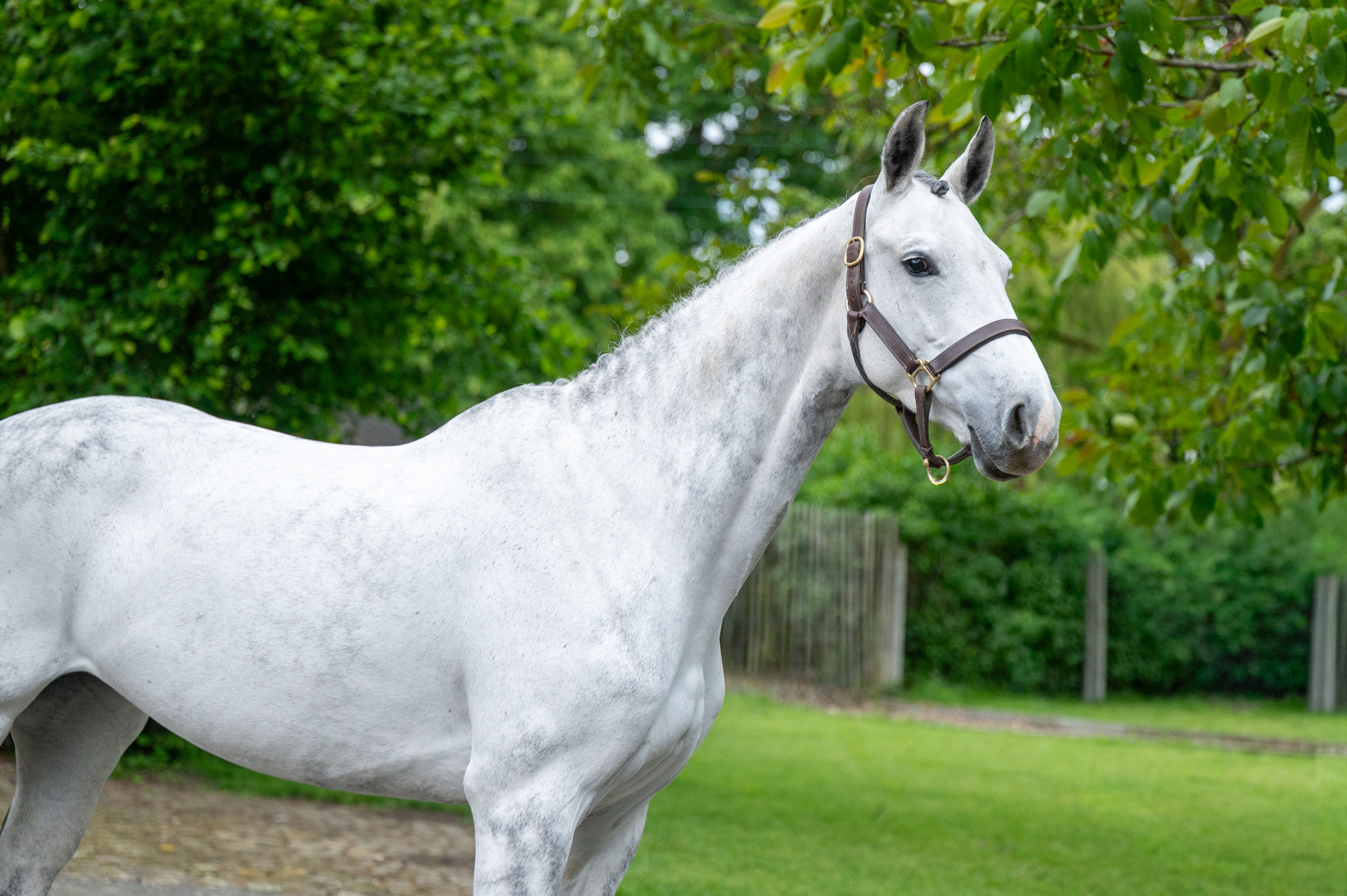 Asca's Dream Z (ASCA Z x CLEARWAY) - Image 5