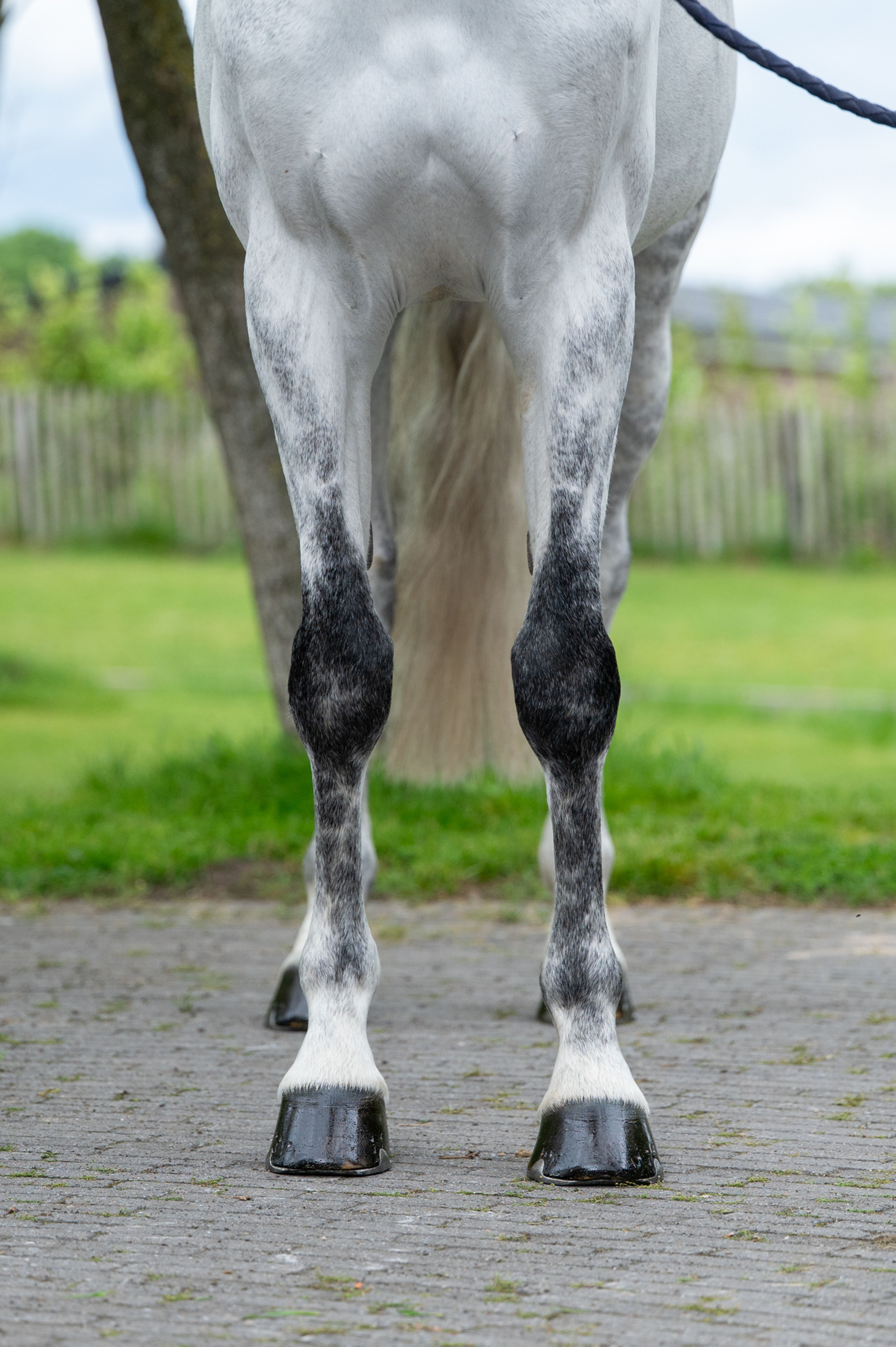 Asca's Dream Z (ASCA Z x CLEARWAY) - Image 6