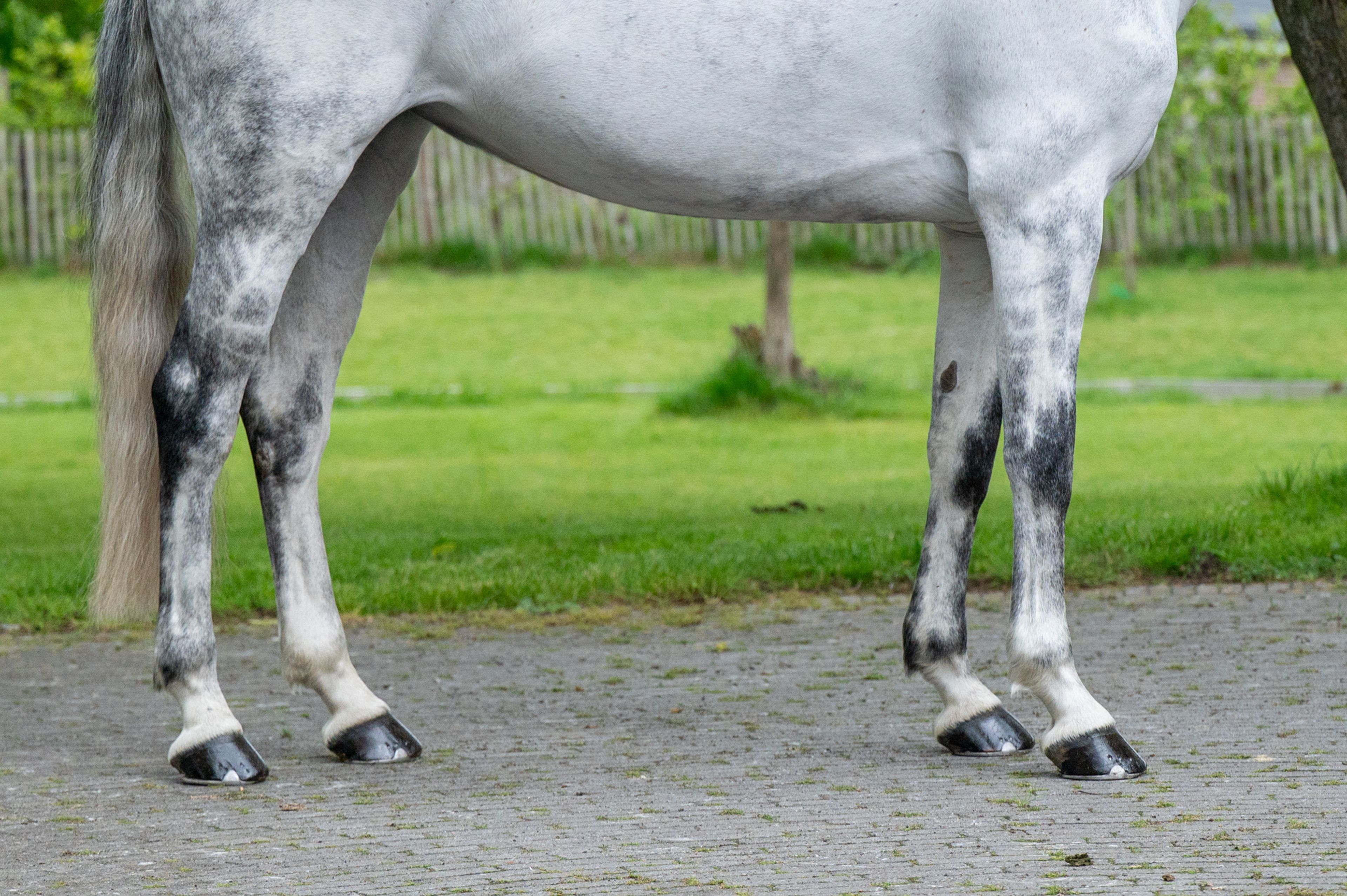 Asca's Dream Z (ASCA Z x CLEARWAY) - Image 7
