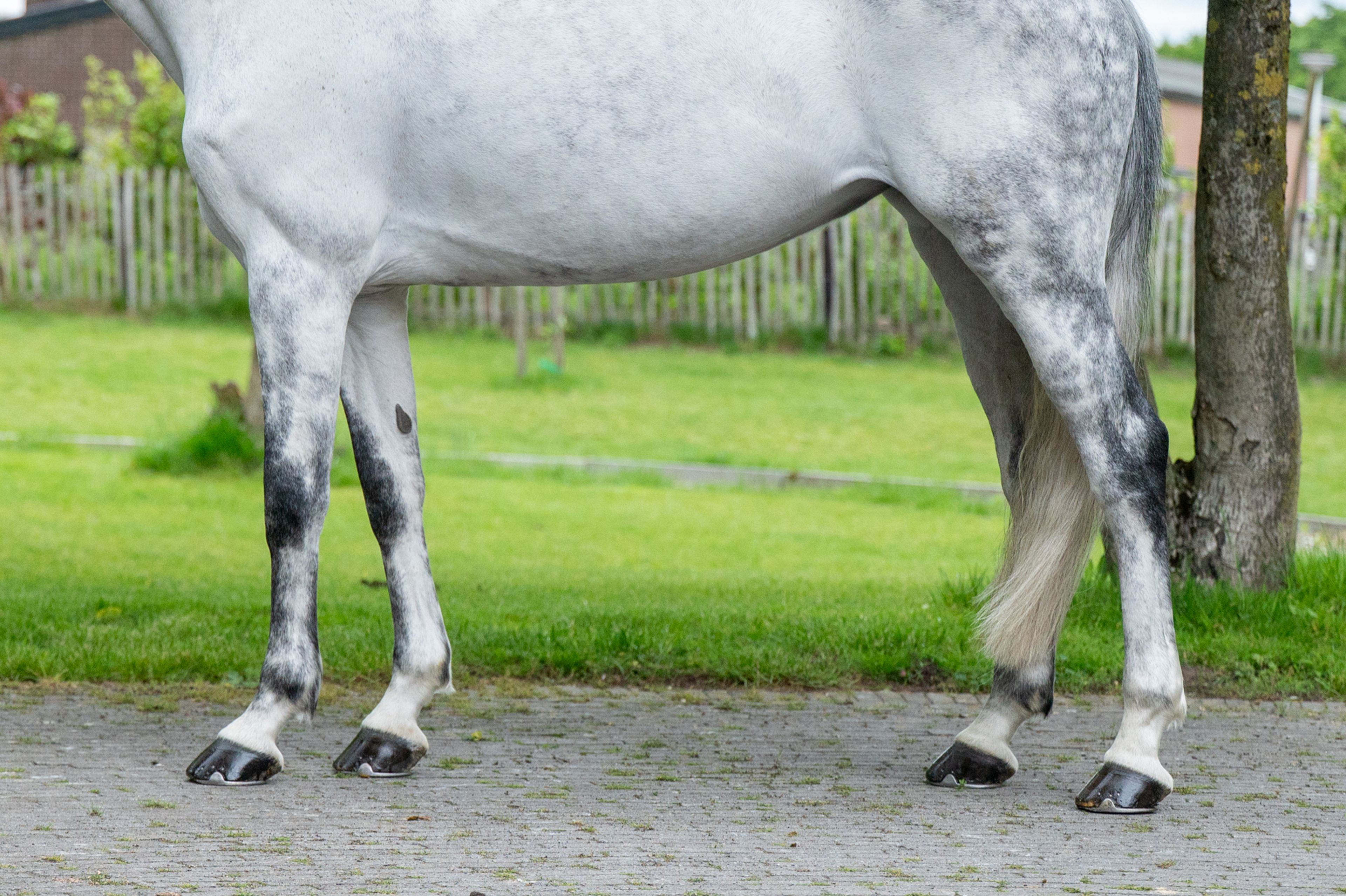 Asca's Dream Z (ASCA Z x CLEARWAY) - Image 8