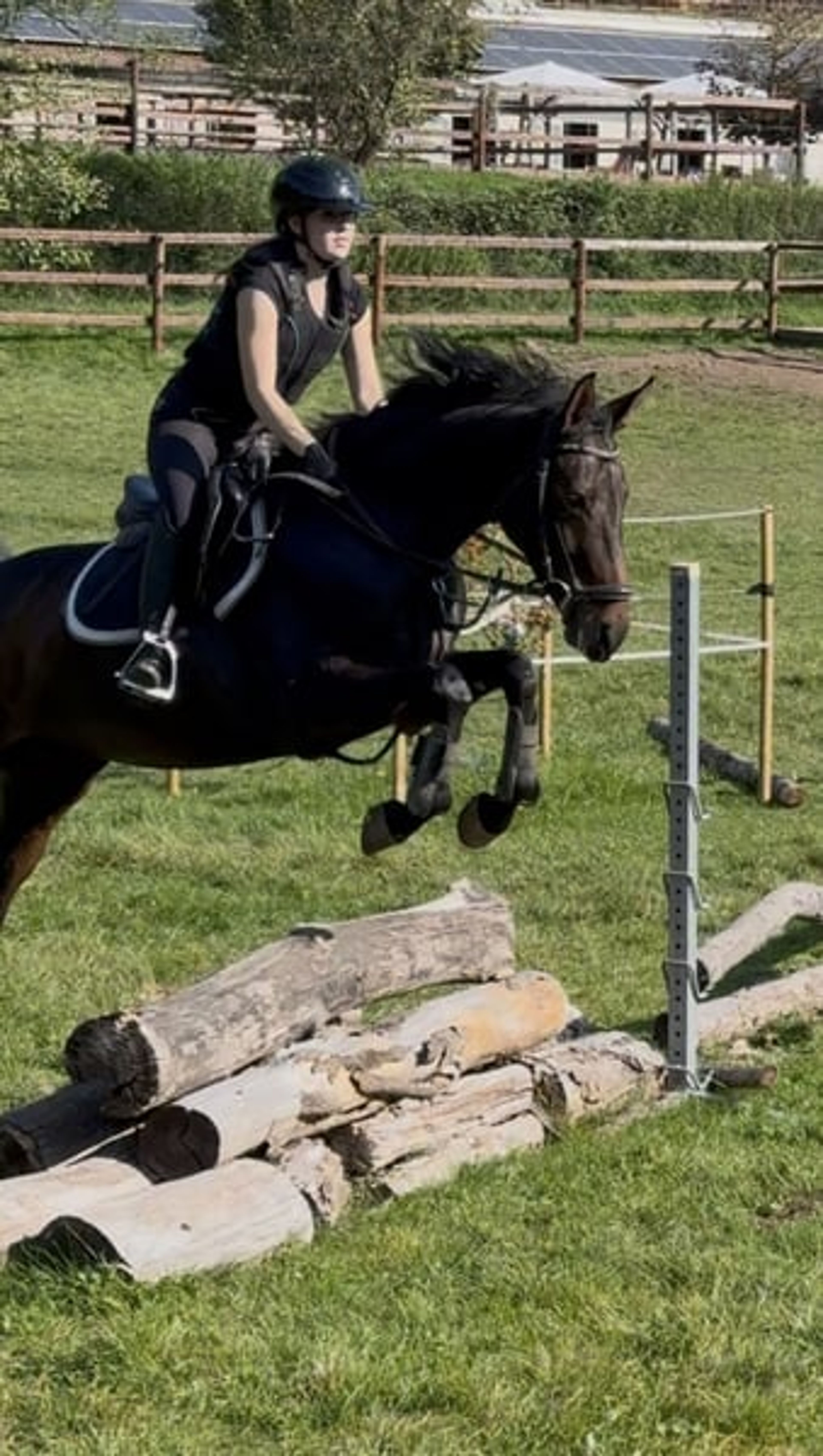 Shannon, Versatile Mare with Competition Experience - Image 1