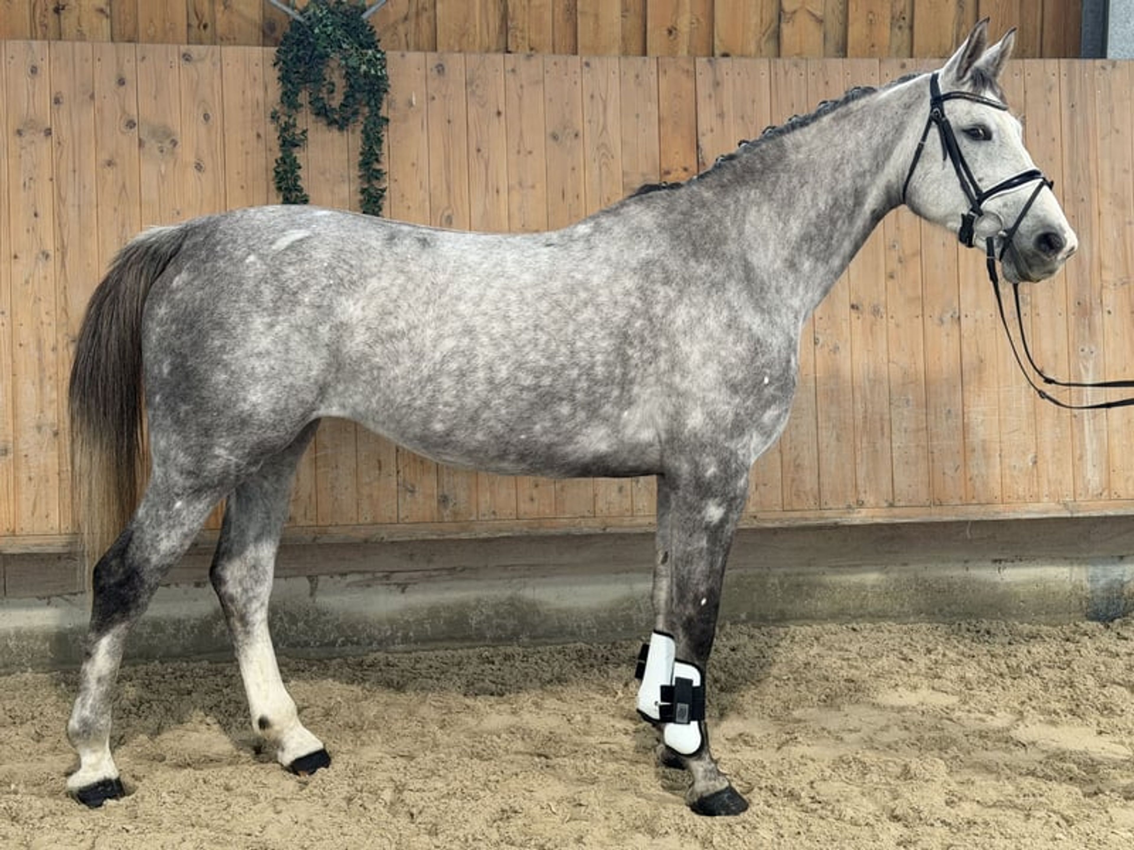 Show jumping horse with great scope.