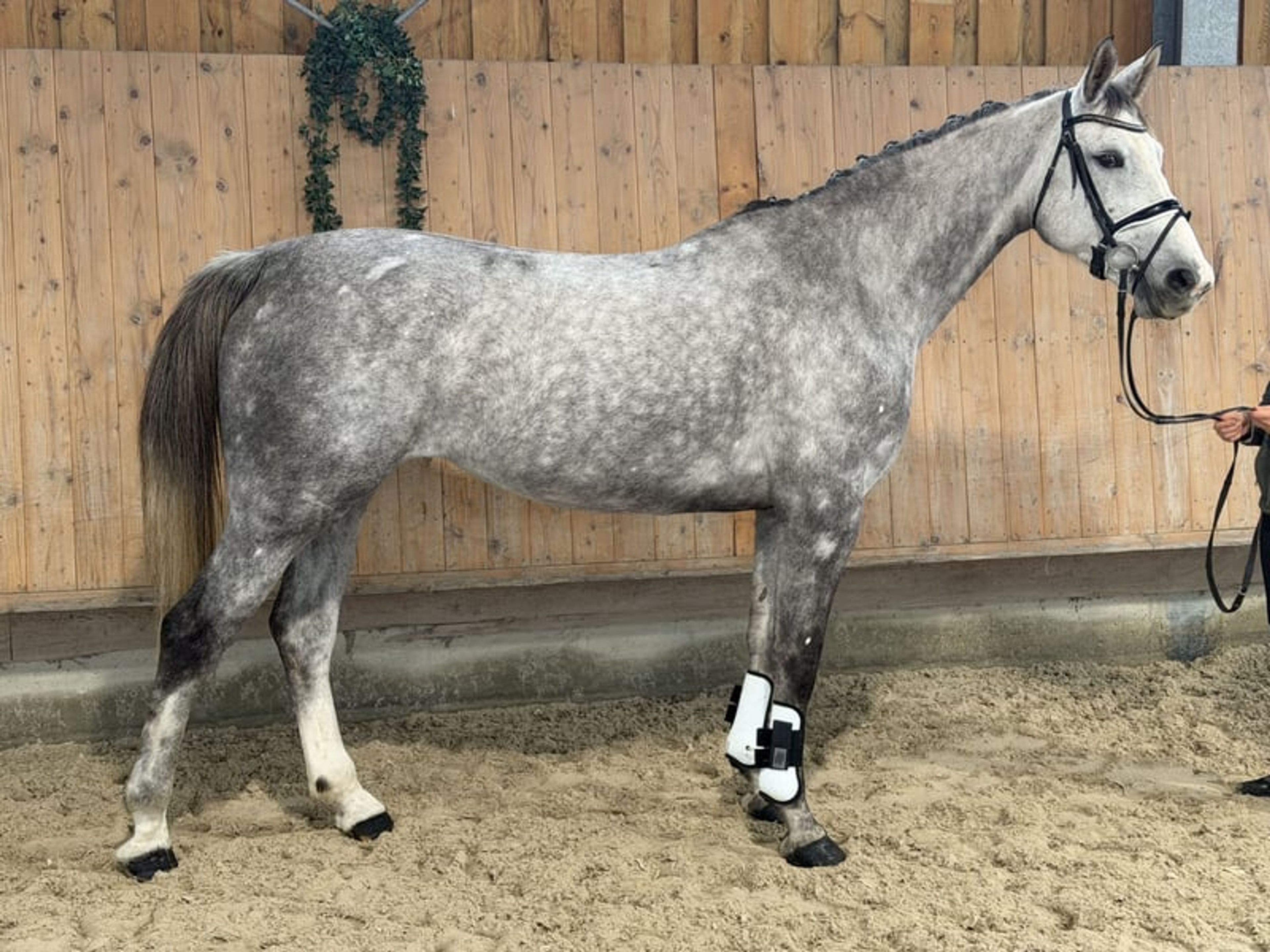Show jumping horse with great scope. - Image 2