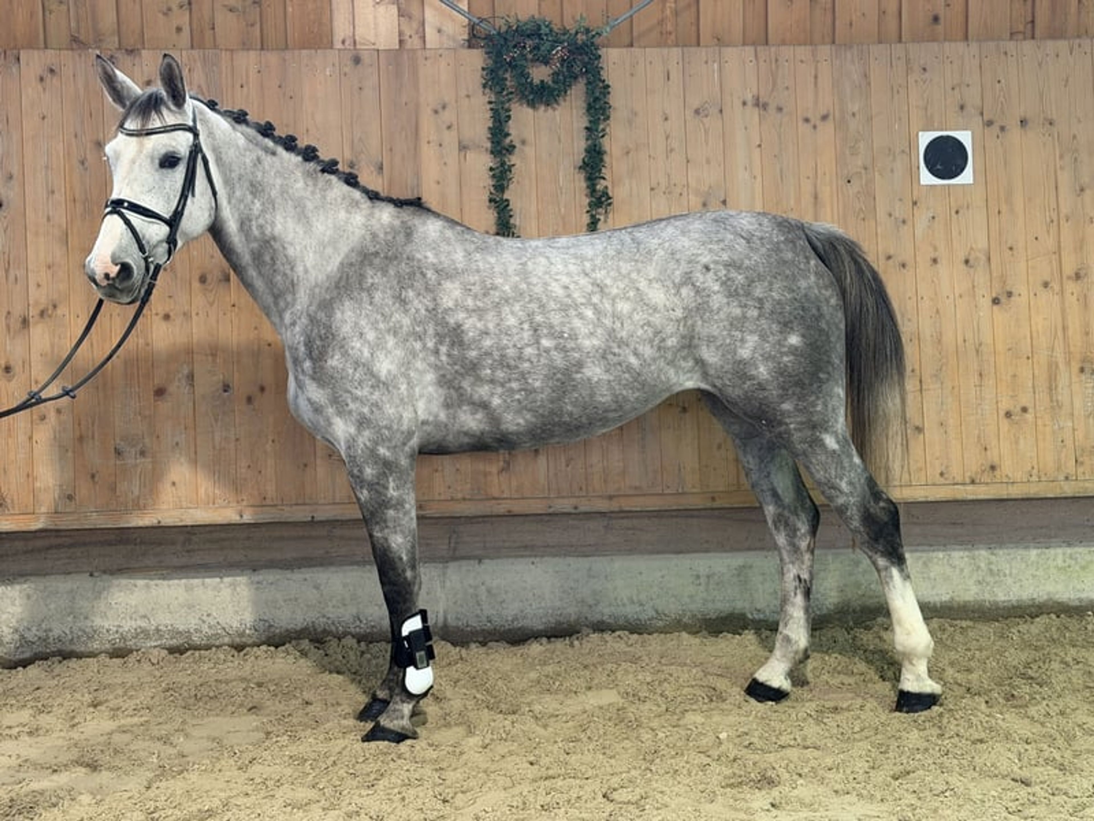 Show jumping horse with great scope. - Image 3