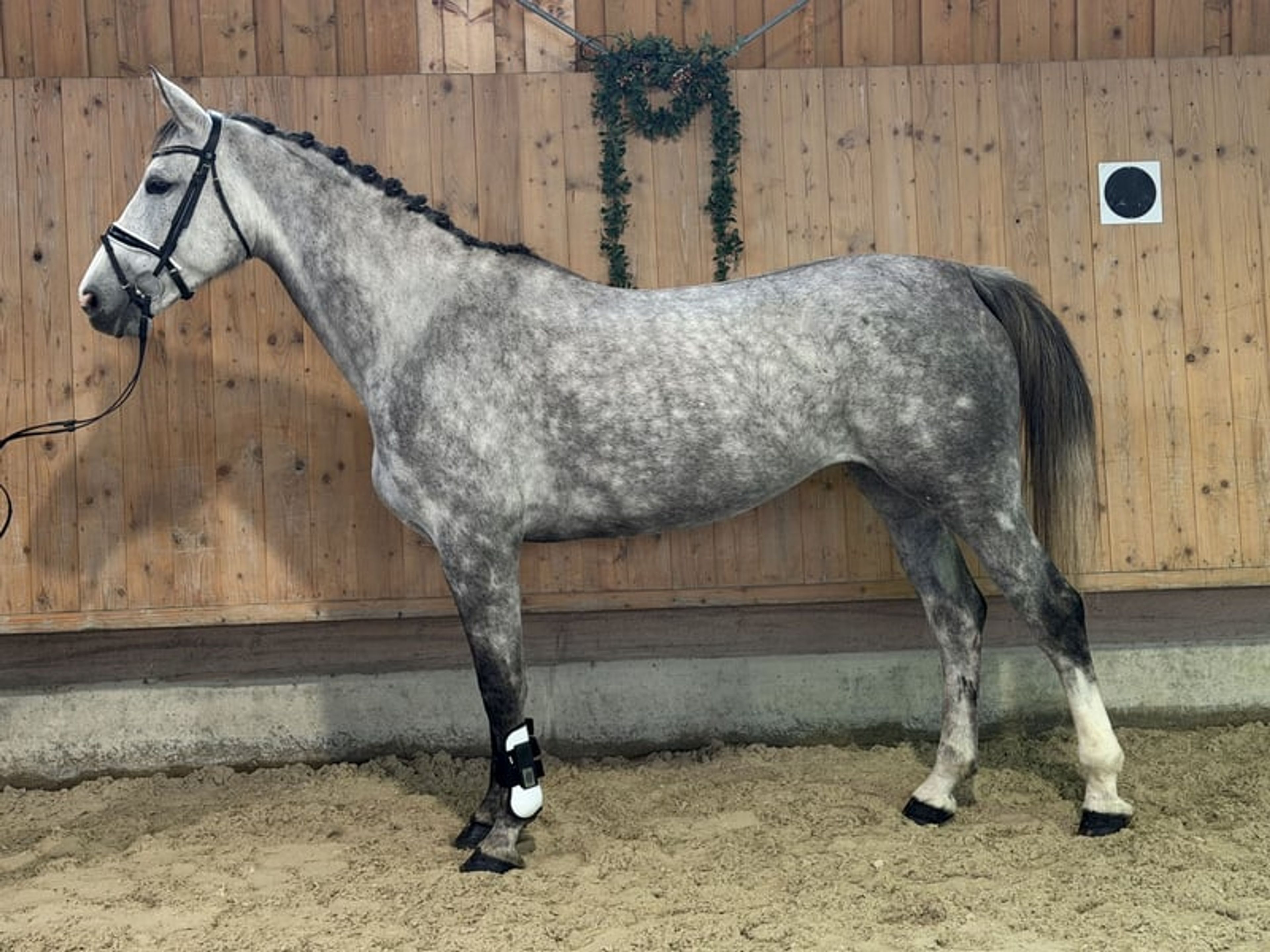 Show jumping horse with great scope. - Image 4