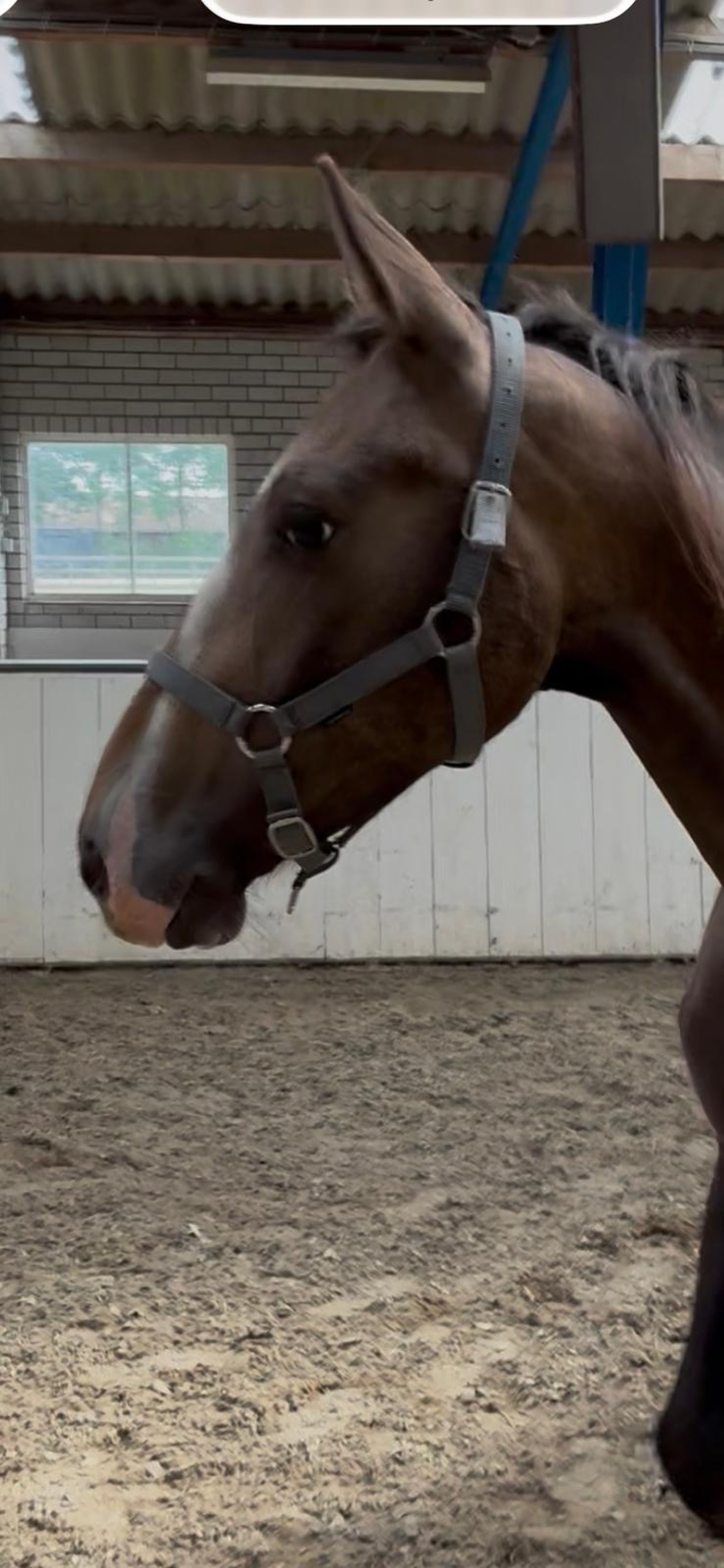 Teddie (E PONY 155 cm ) video 2