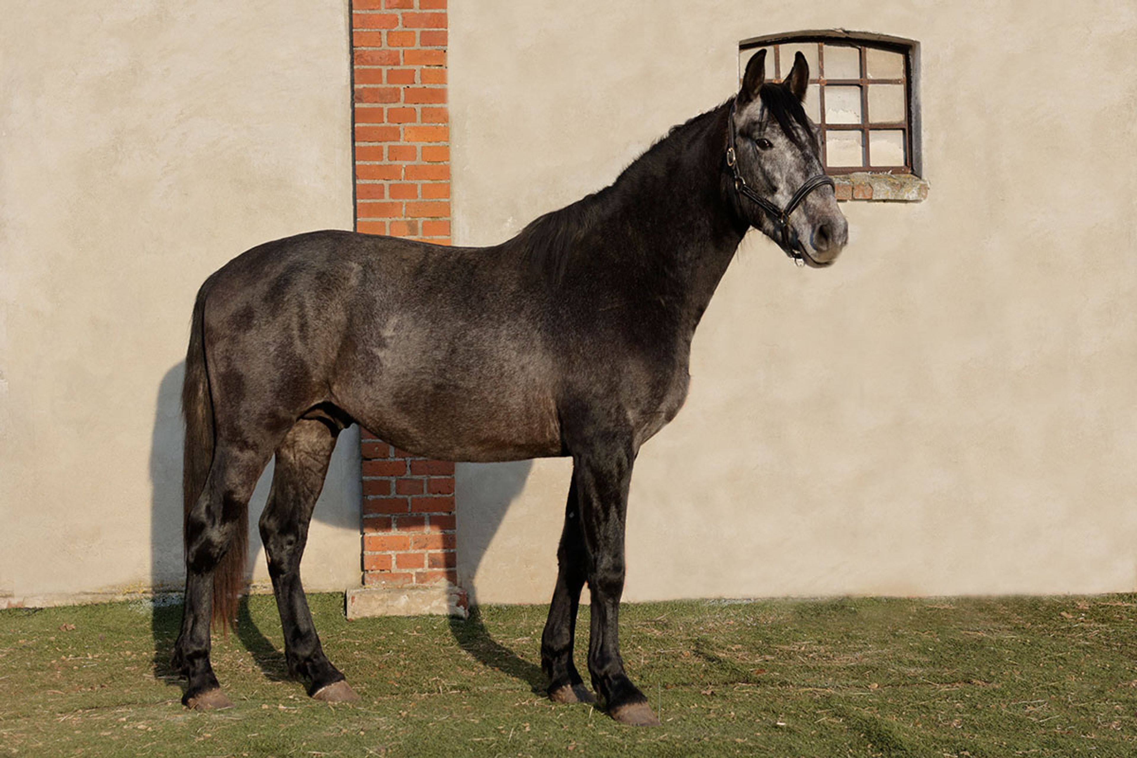 ALFREDO DE EDEN - Image 1