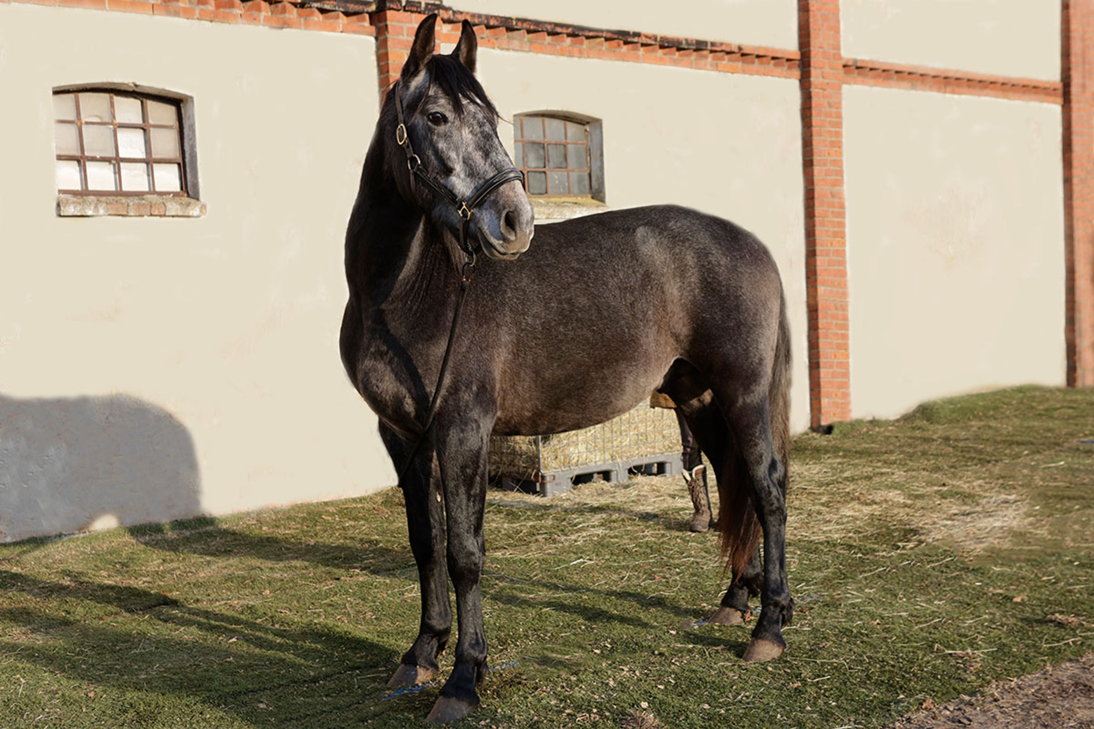 ALFREDO DE EDEN - Image 2