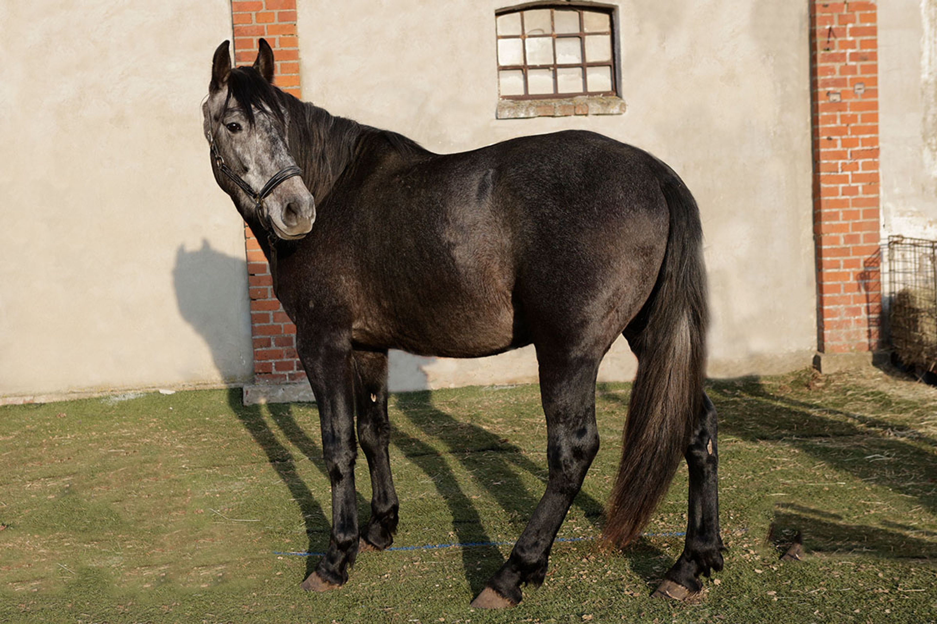 ALFREDO DE EDEN - Image 3