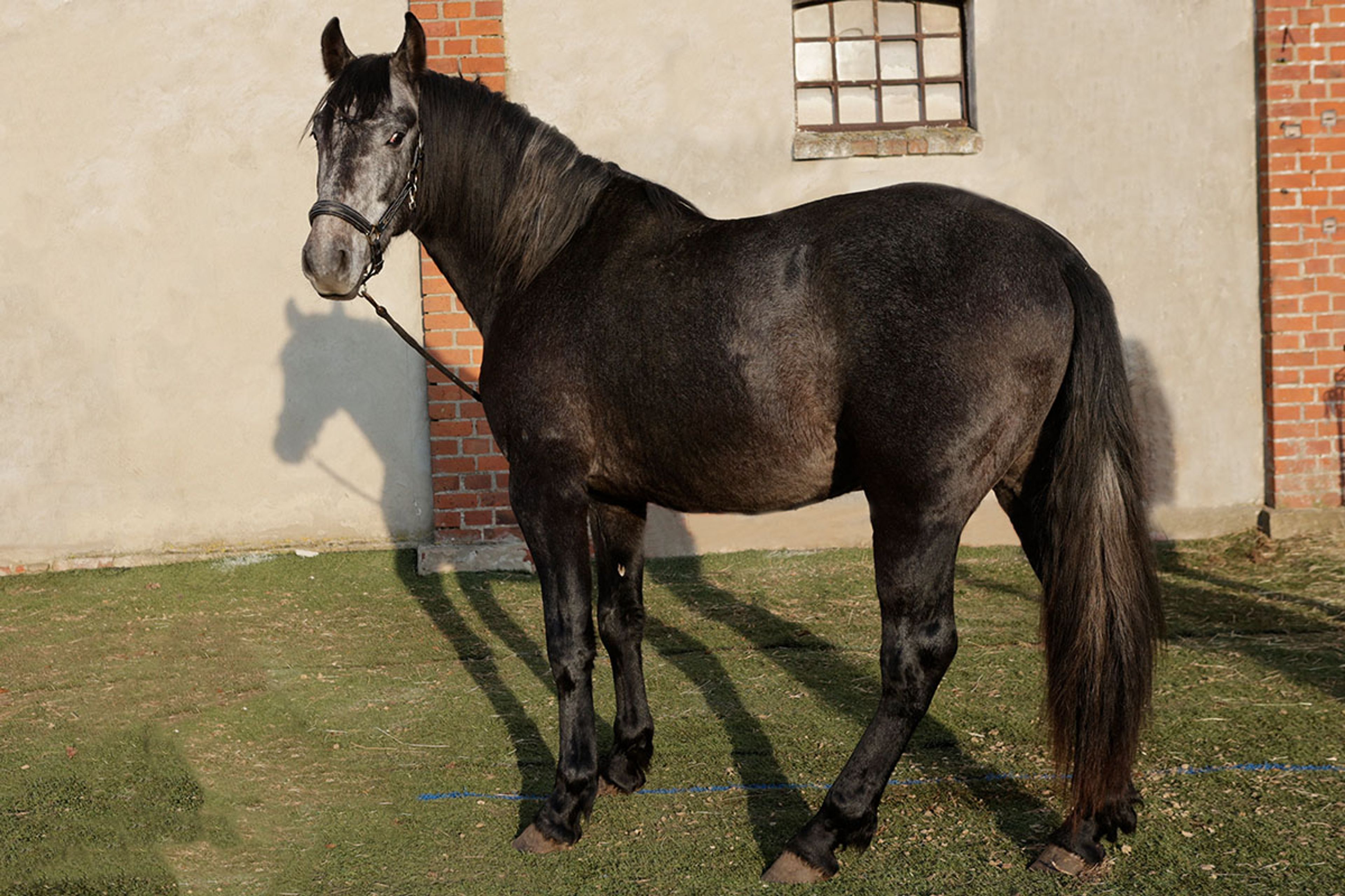 ALFREDO DE EDEN - Image 4