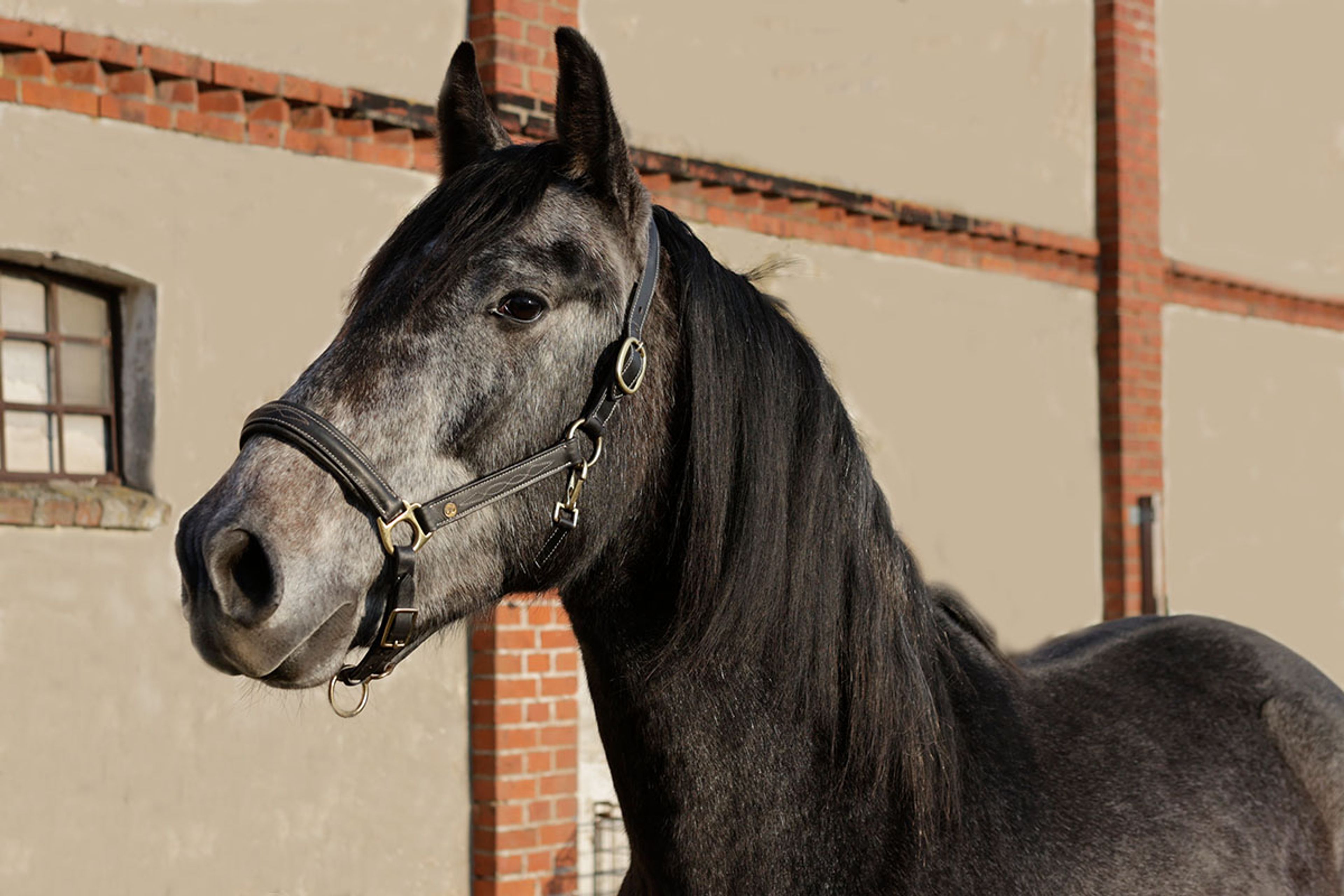 ALFREDO DE EDEN - Image 5