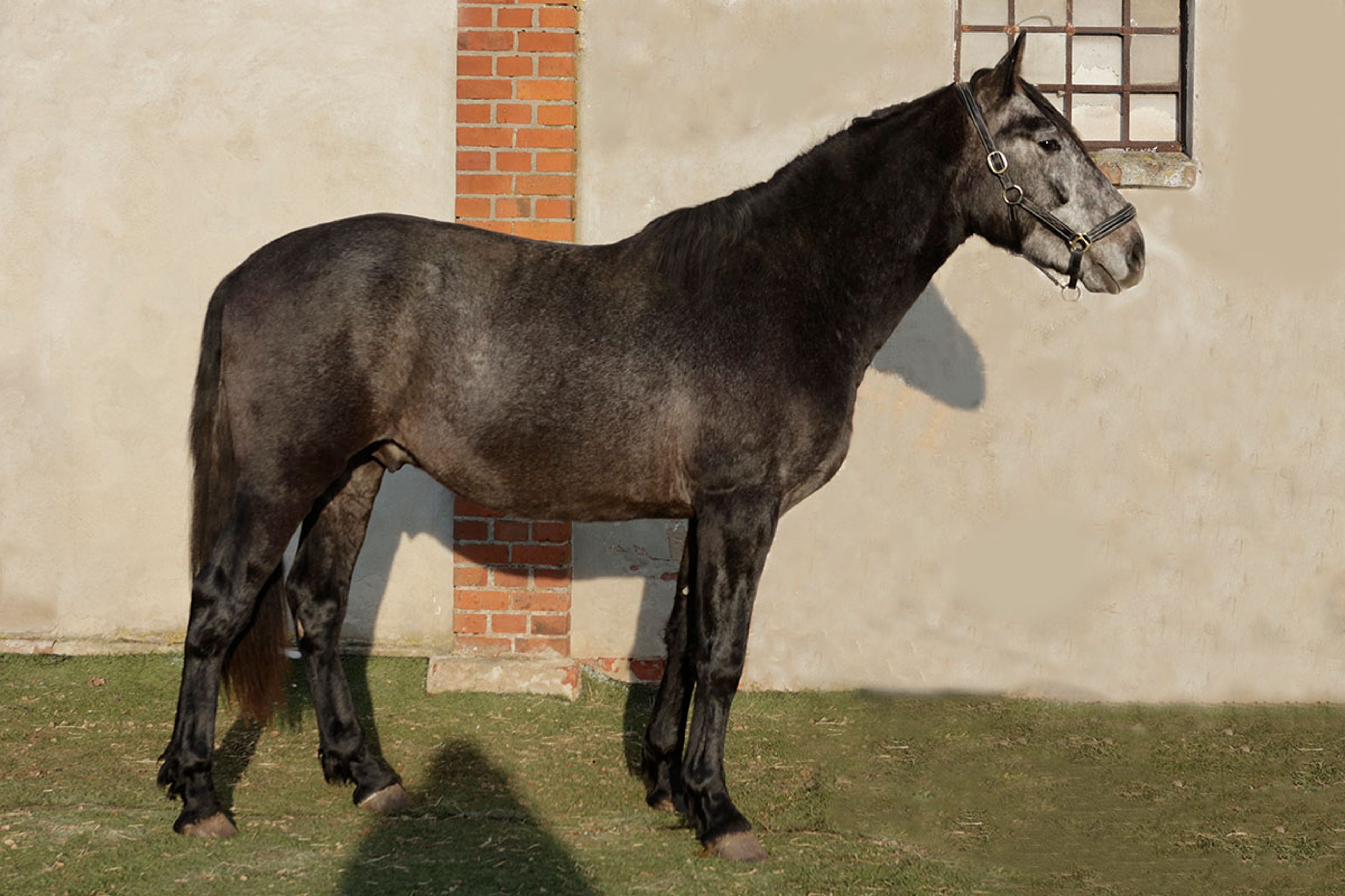 ALFREDO DE EDEN - Image 6