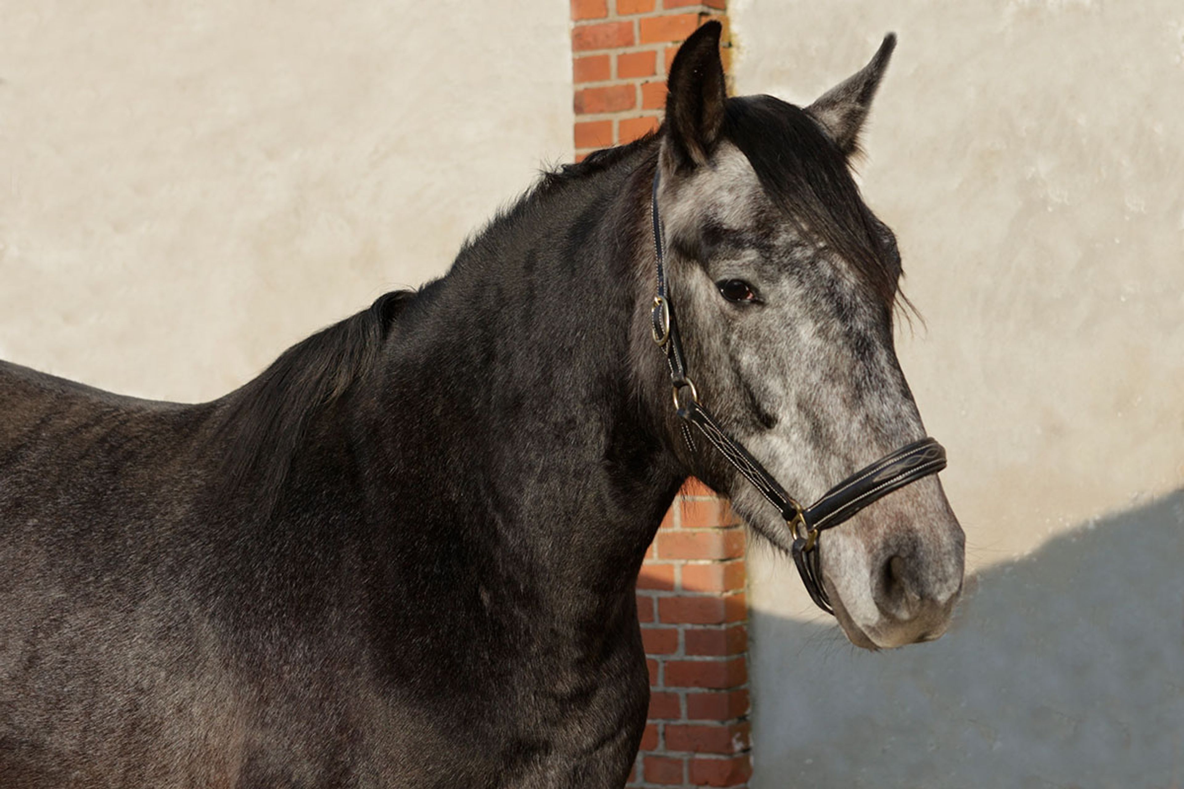 ALFREDO DE EDEN - Image 7