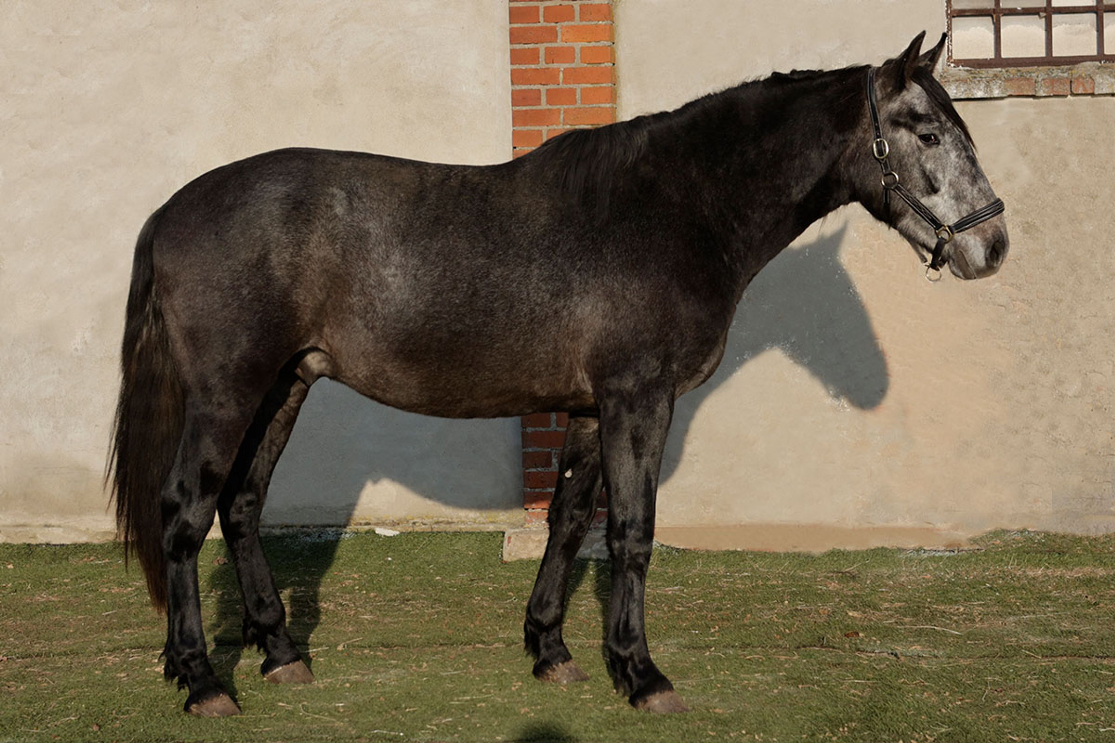 ALFREDO DE EDEN - Image 8