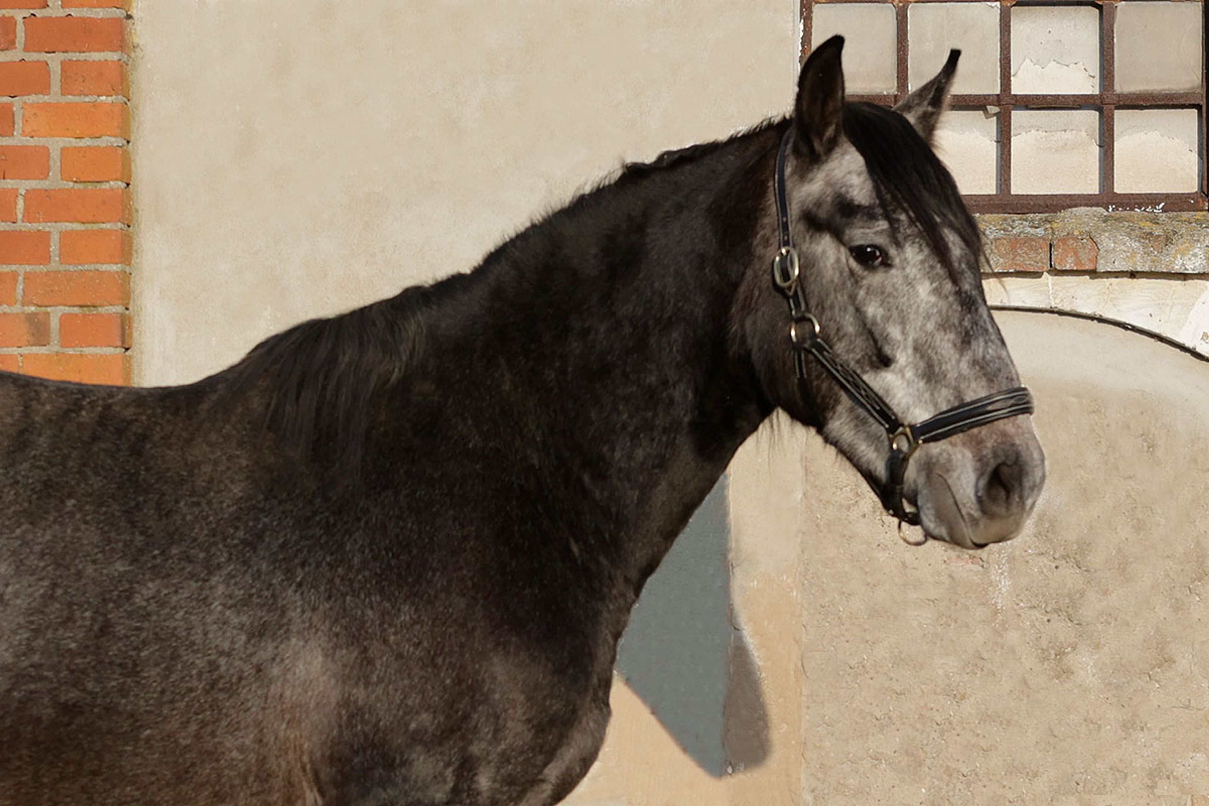 ALFREDO DE EDEN - Image 9