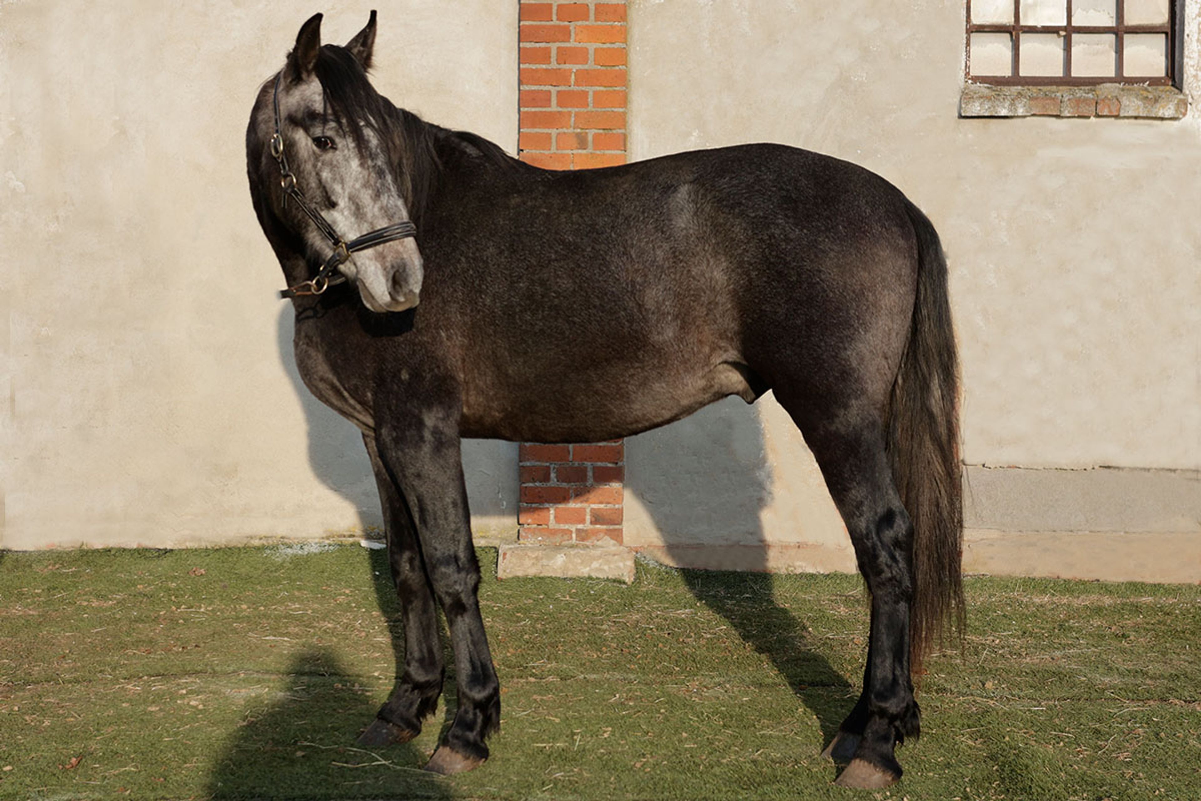 ALFREDO DE EDEN - Image 10