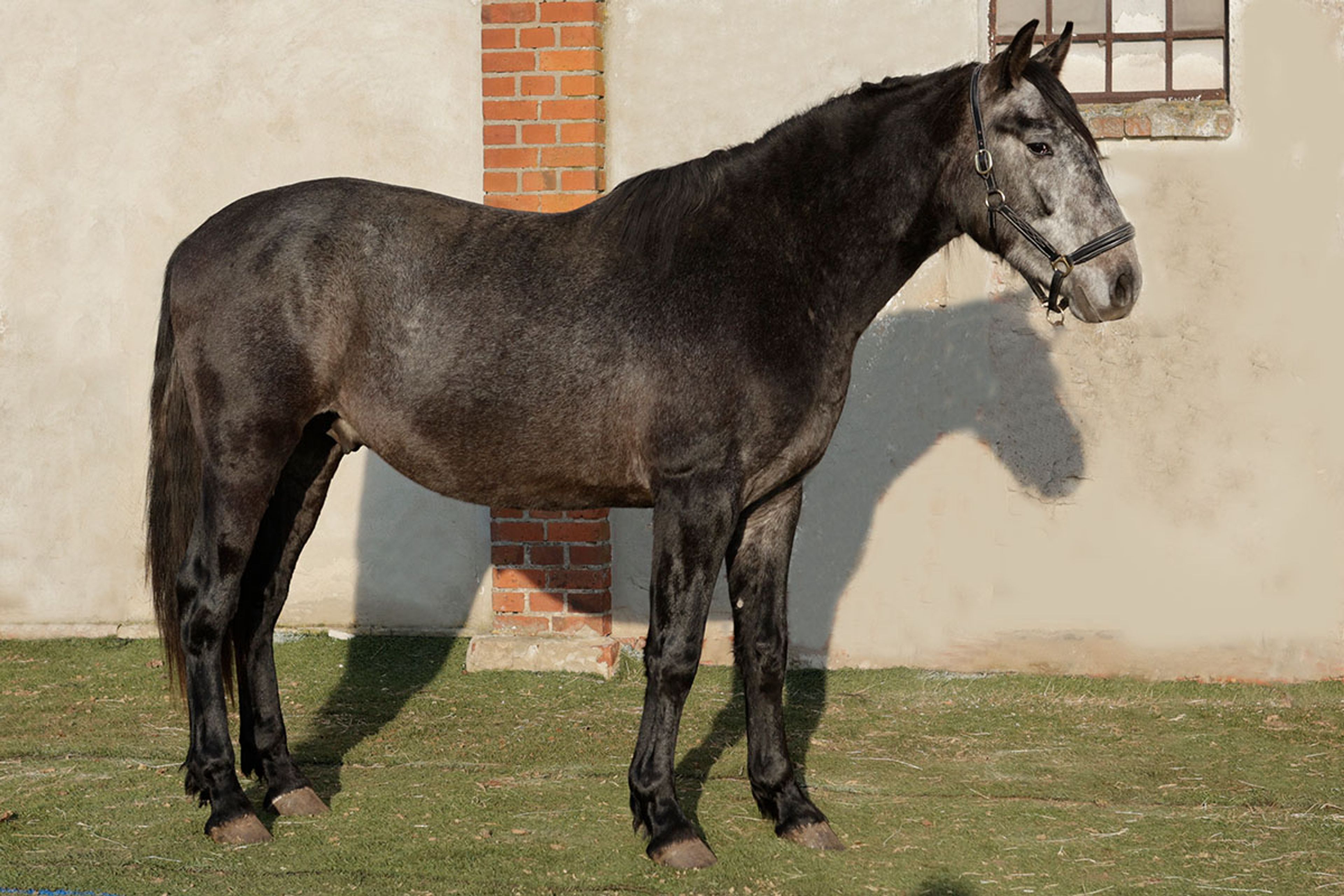 ALFREDO DE EDEN - Image 11