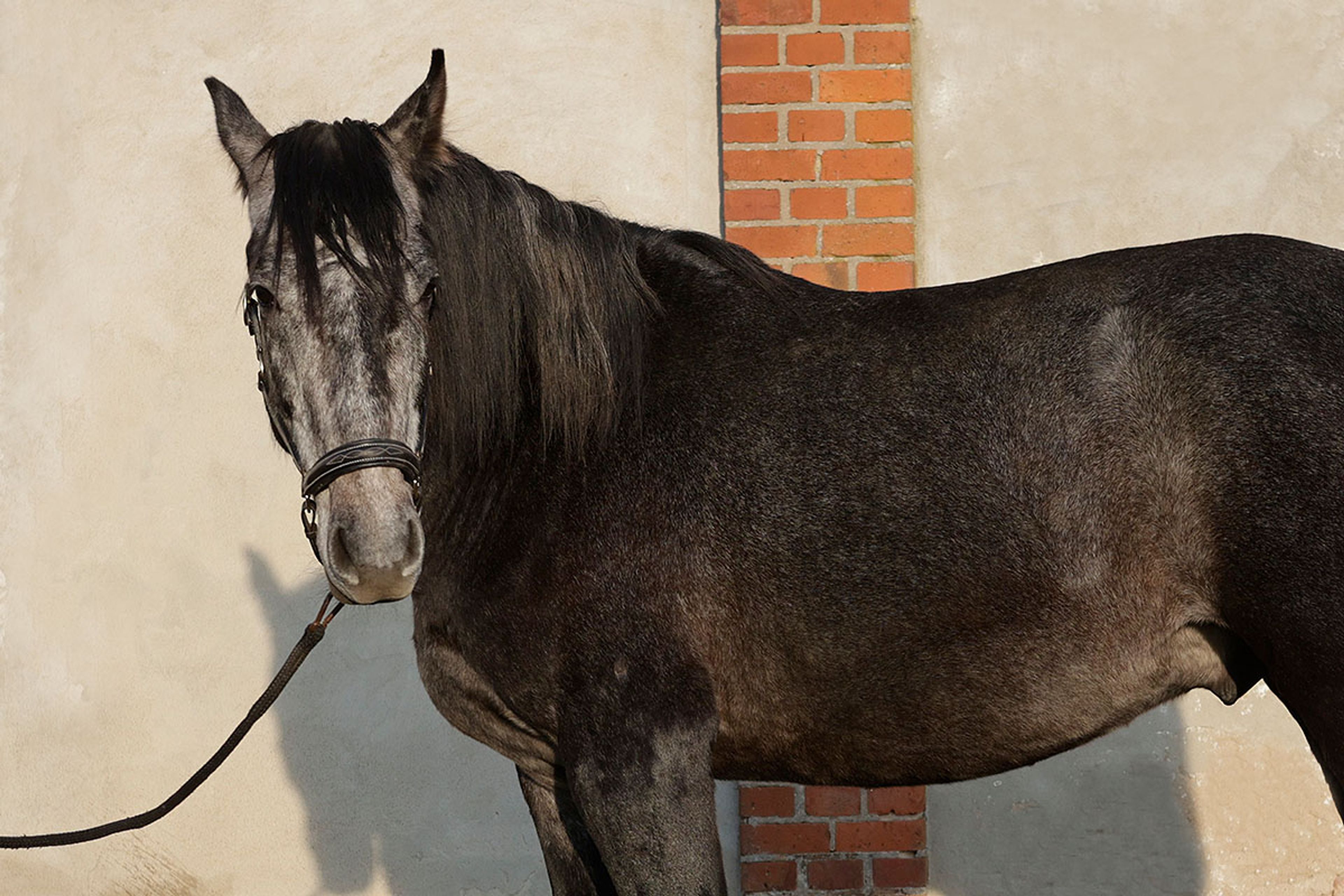 ALFREDO DE EDEN - Image 12