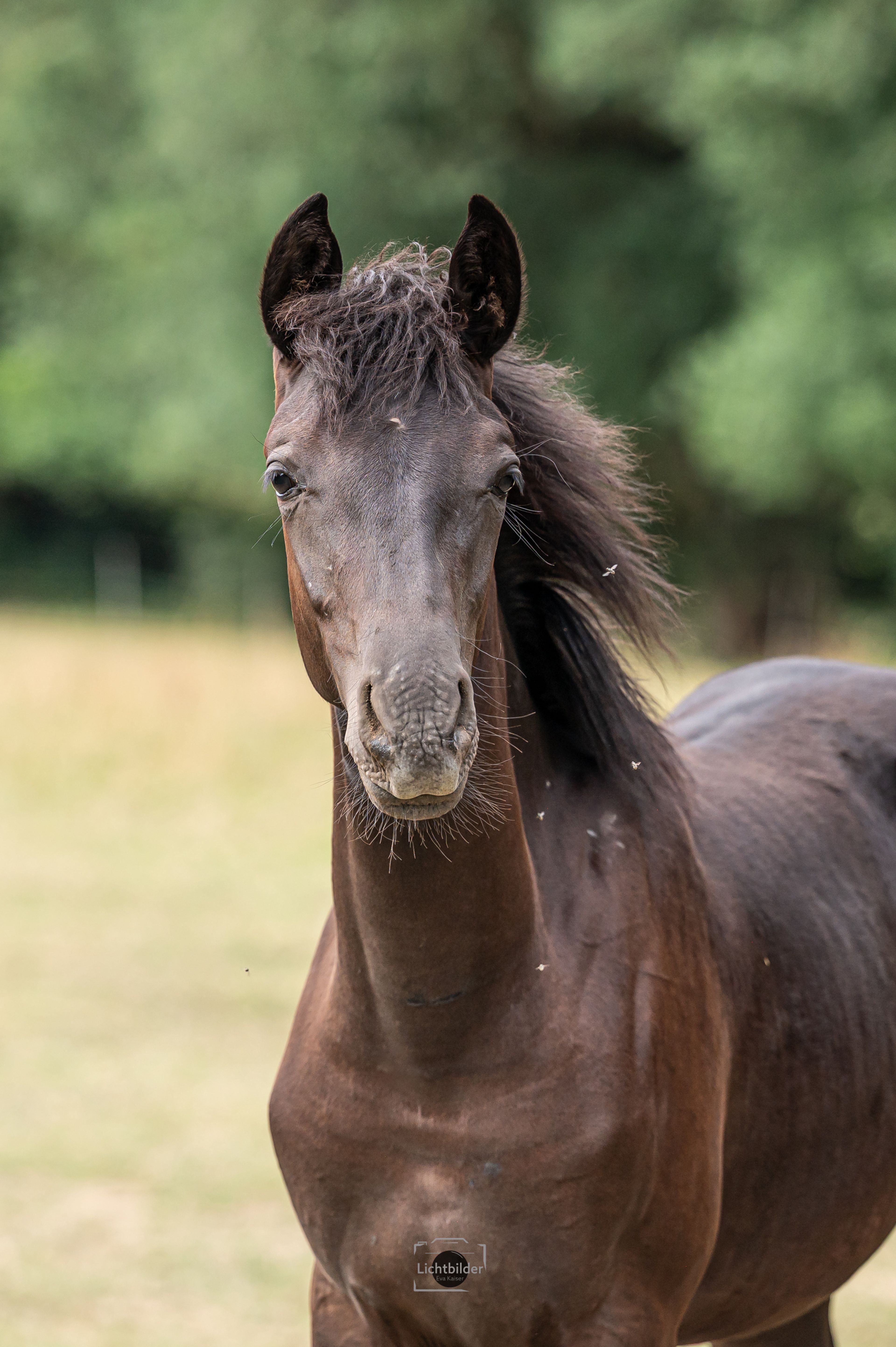 Hengstfohlen, Rappe, Kleines Reitpferd/ Partbredaraber, günstig - Image 2