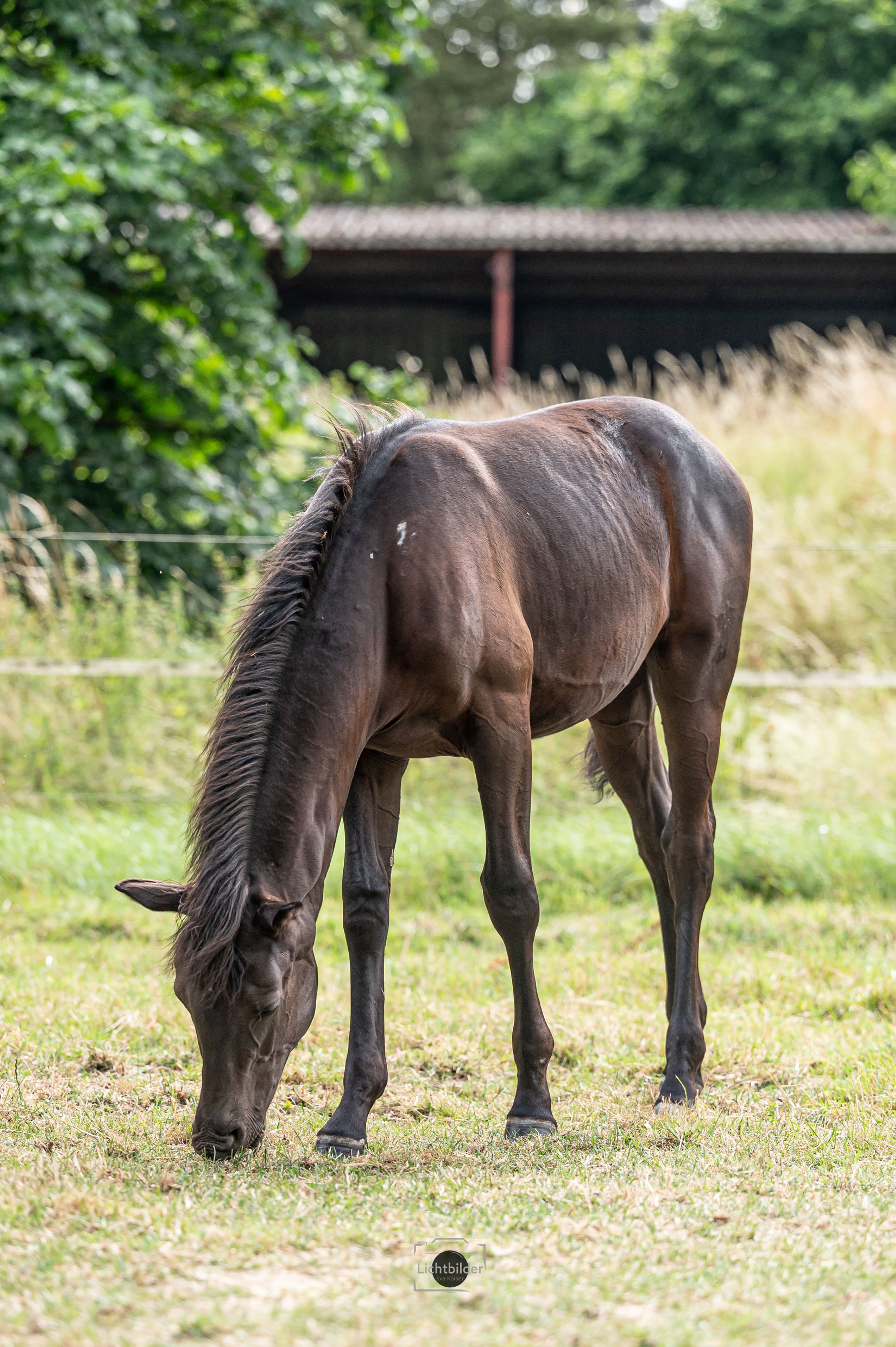 Hengstfohlen, Rappe, Kleines Reitpferd/ Partbredaraber, günstig - Image 3